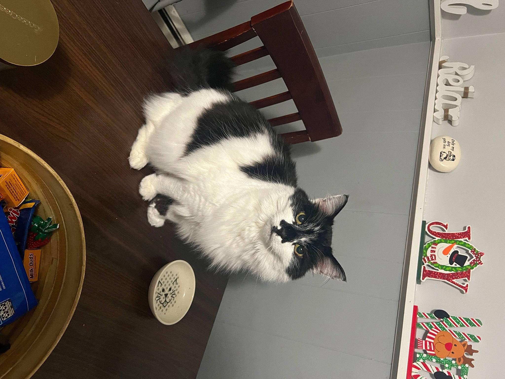 Scar joined the competition — help win amazing prizes! carnivore, cat, chair, comfort, companion_dog, dog_breed, domestic_short_haired_cat, felidae, floor, flooring, fur, hardwood, linens, paw, room, small_to_medium_sized_cats, sporting_group, tail, whiskers, wood