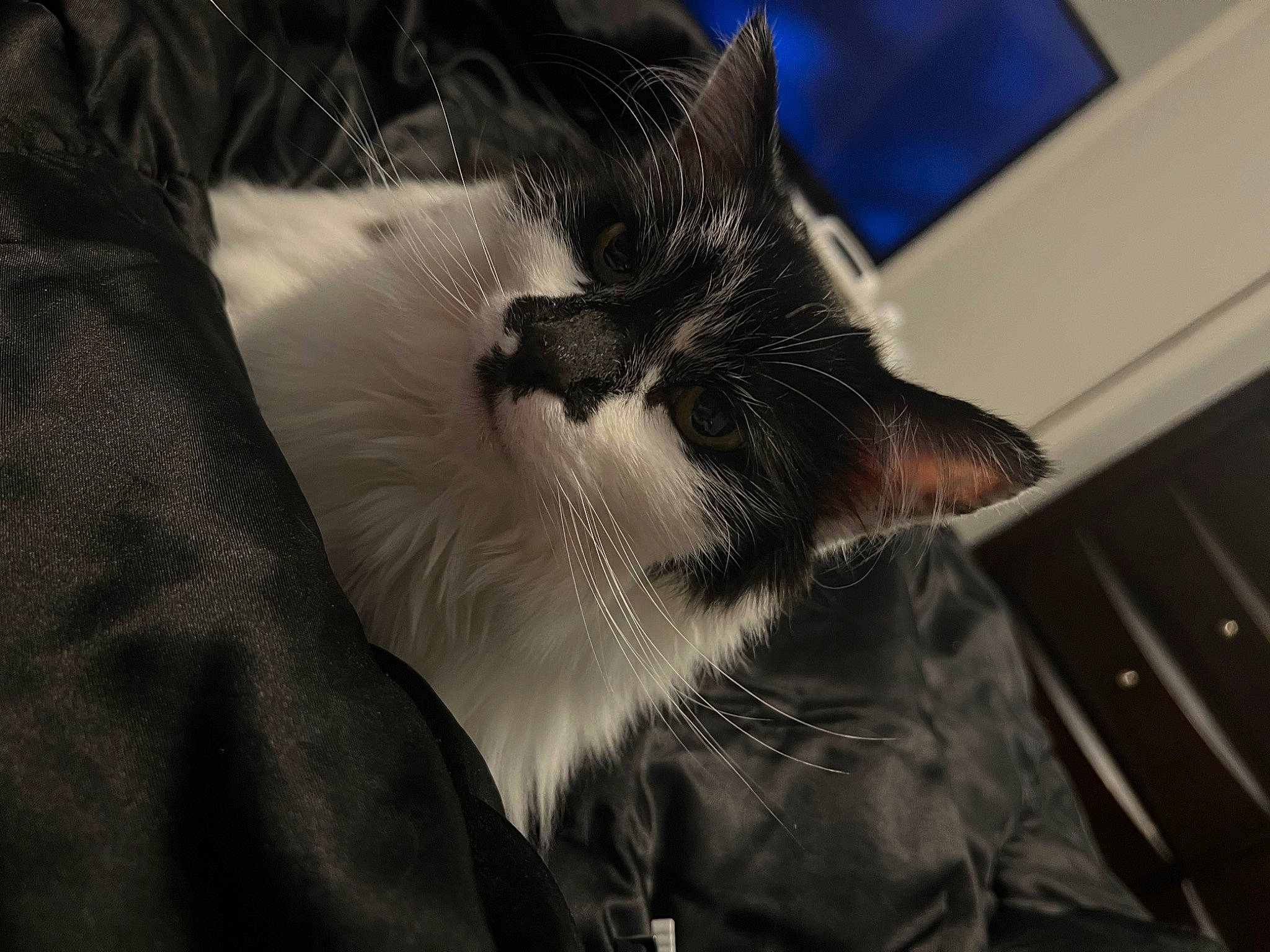 Scar is registered to the contest to win money with this photo: carnivore, cat, claw, comfort, darkness, domestic_short_haired_cat, ear, felidae, fur, gesture, grey, human_leg, monochrome_photography, nap, paw, small_to_medium_sized_cats, snout, tail, whiskers