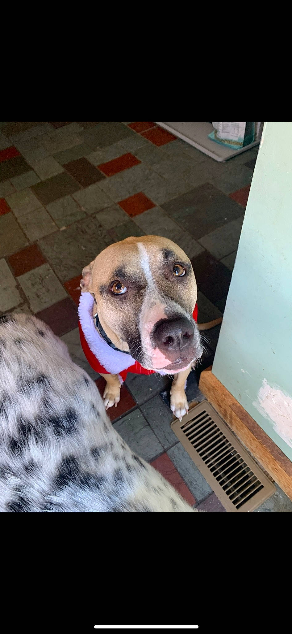 Nala is registered to the contest to win money with this photo: canidae, carnivore, collar, companion_dog, dog, dog_breed, dog_collar, dog_supply, fawn, flooring, liver, non_sporting_group, pattern, pet_supply, rectangle, sporting_group, whiskers, working_animal