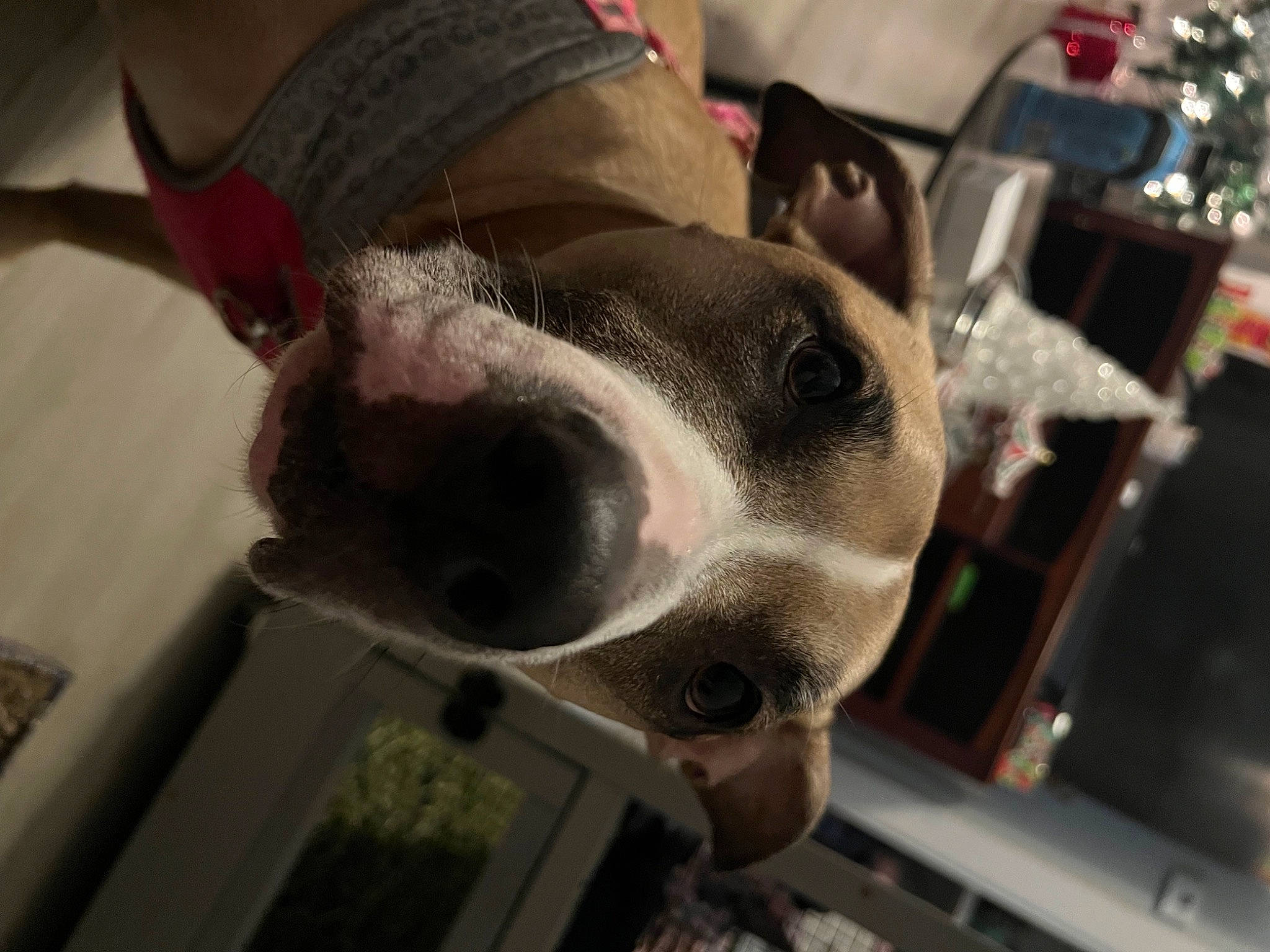 Nala joined the competition — help win amazing prizes! canidae, carnivore, collar, companion_dog, dog, dog_breed, dog_collar, ear, eyewear, fashion_accessory, fawn, fur, hat, jaw, non_sporting_group, snout, sporting_group, whiskers, working_animal