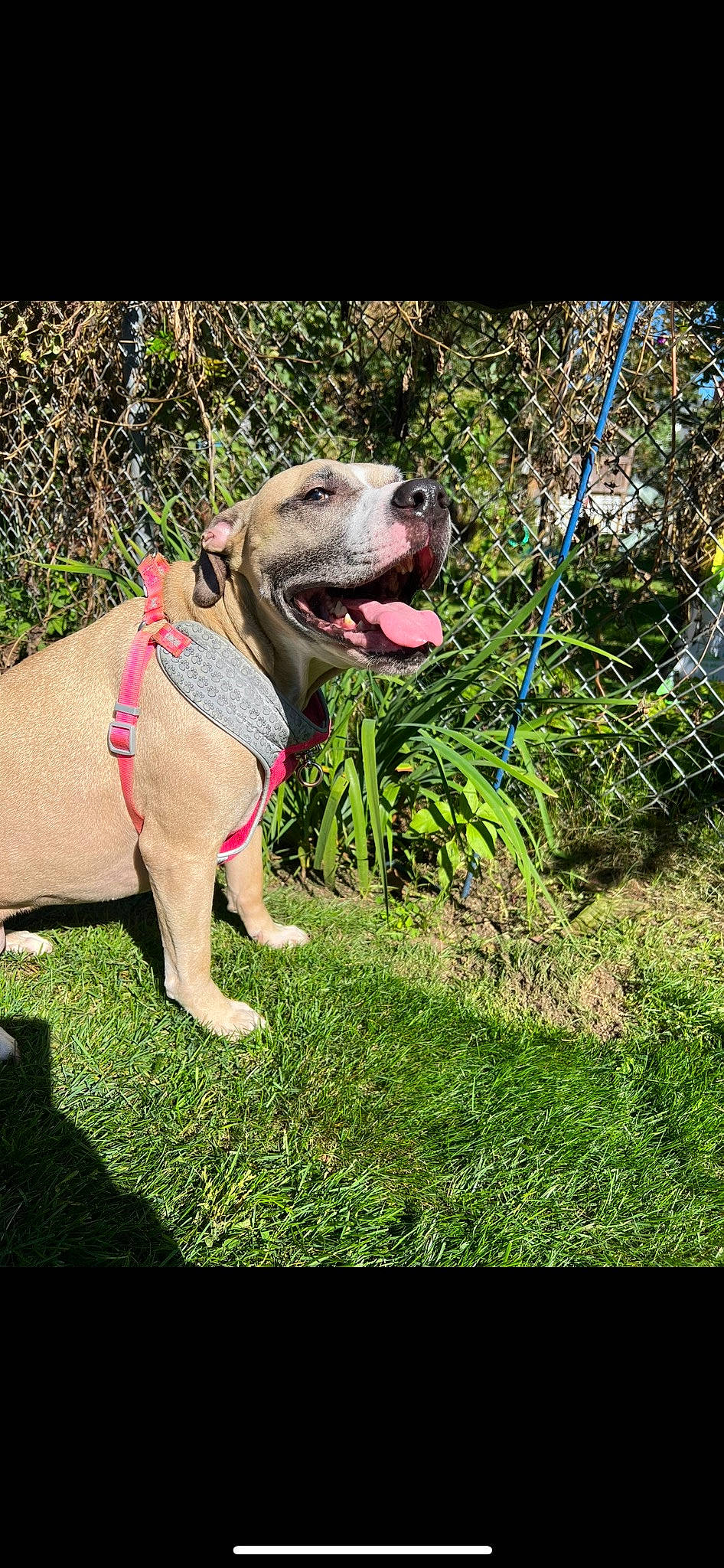 Nala is registered to the contest to win money with this photo: canidae, carnivore, collar, companion_dog, dog, dog_breed, dog_collar, dog_supply, fashion_accessory, fawn, fence, grass, leash, mesh, plant, snout, sporting_group, tail, wire_fencing, working_animal