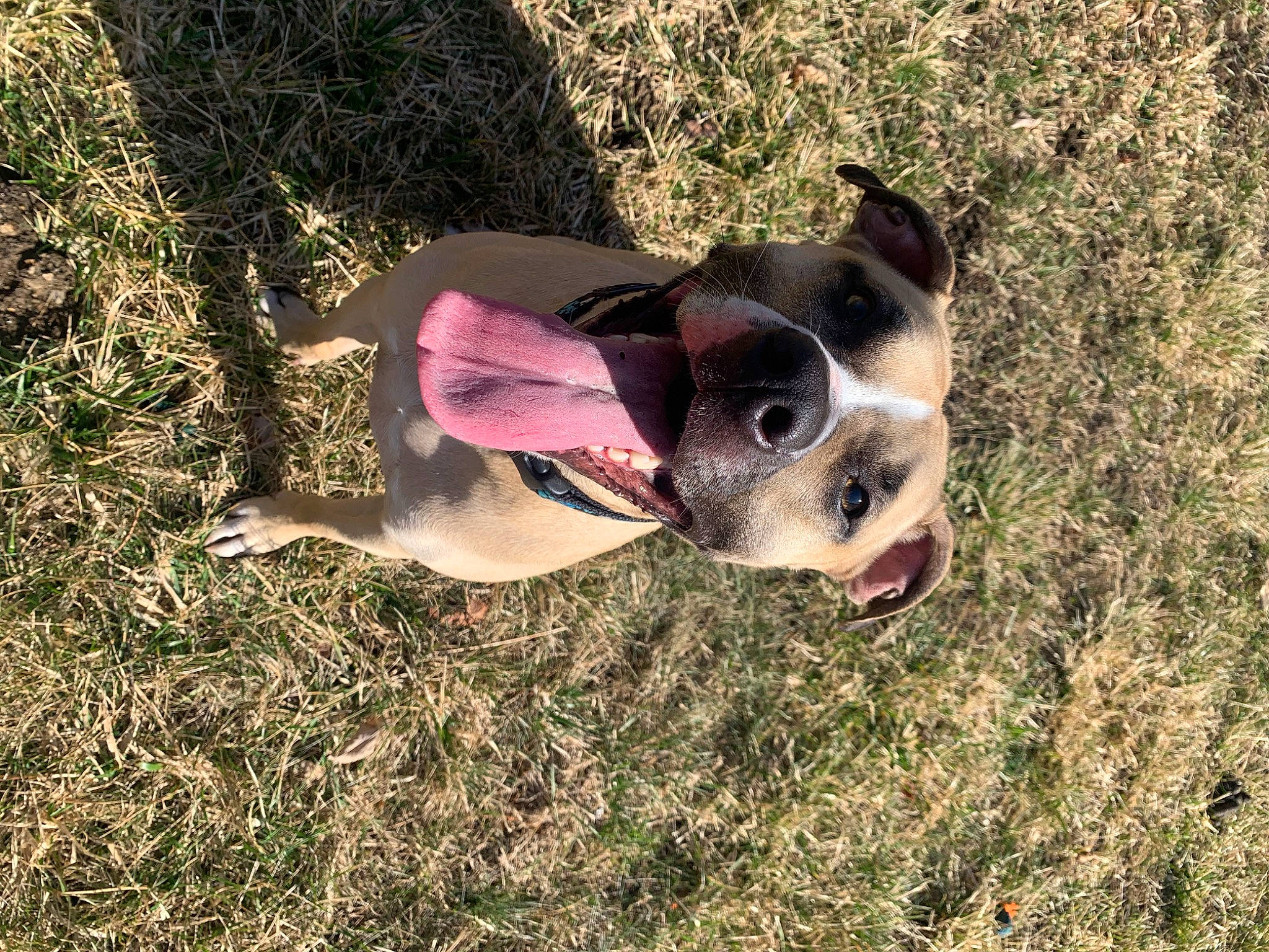 Nala joined the competition — help win amazing prizes! boston_terrier, canidae, carnivore, collar, companion_dog, dog, dog_breed, dog_collar, dog_supply, fawn, grass, mammal, pet_supply, plant, snout, sporting_group, sunglasses, terrestrial_animal, whiskers, working_animal