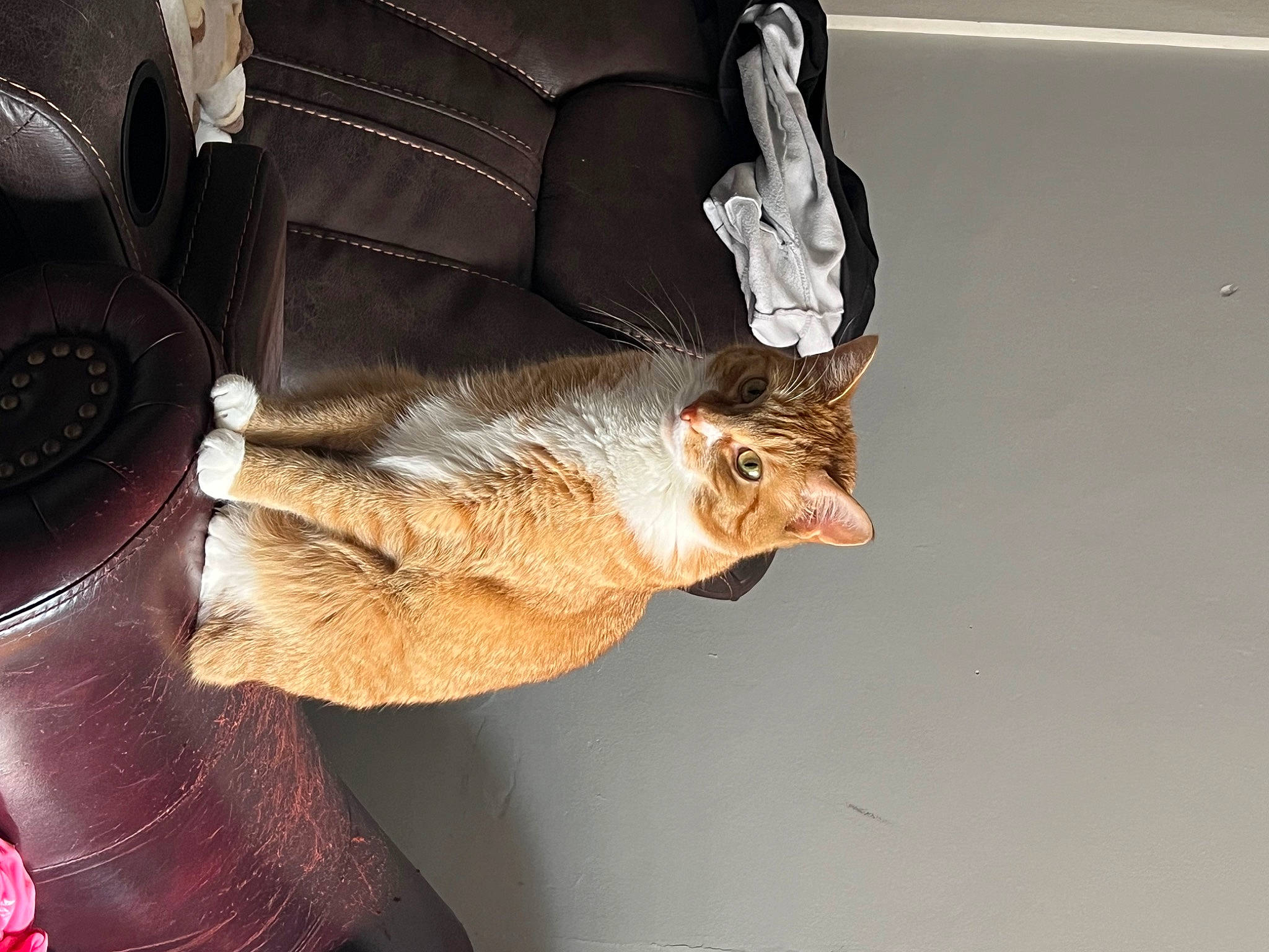 Poseidon is registered to the contest to win money with this photo: cat, claw, couch, domestic_short_haired_cat, fashion_accessory, felidae, foot, fur, gesture, glasses, glove, human_leg, leather, mammal, small_to_medium_sized_cats, tail, twig, whiskers, window, wood