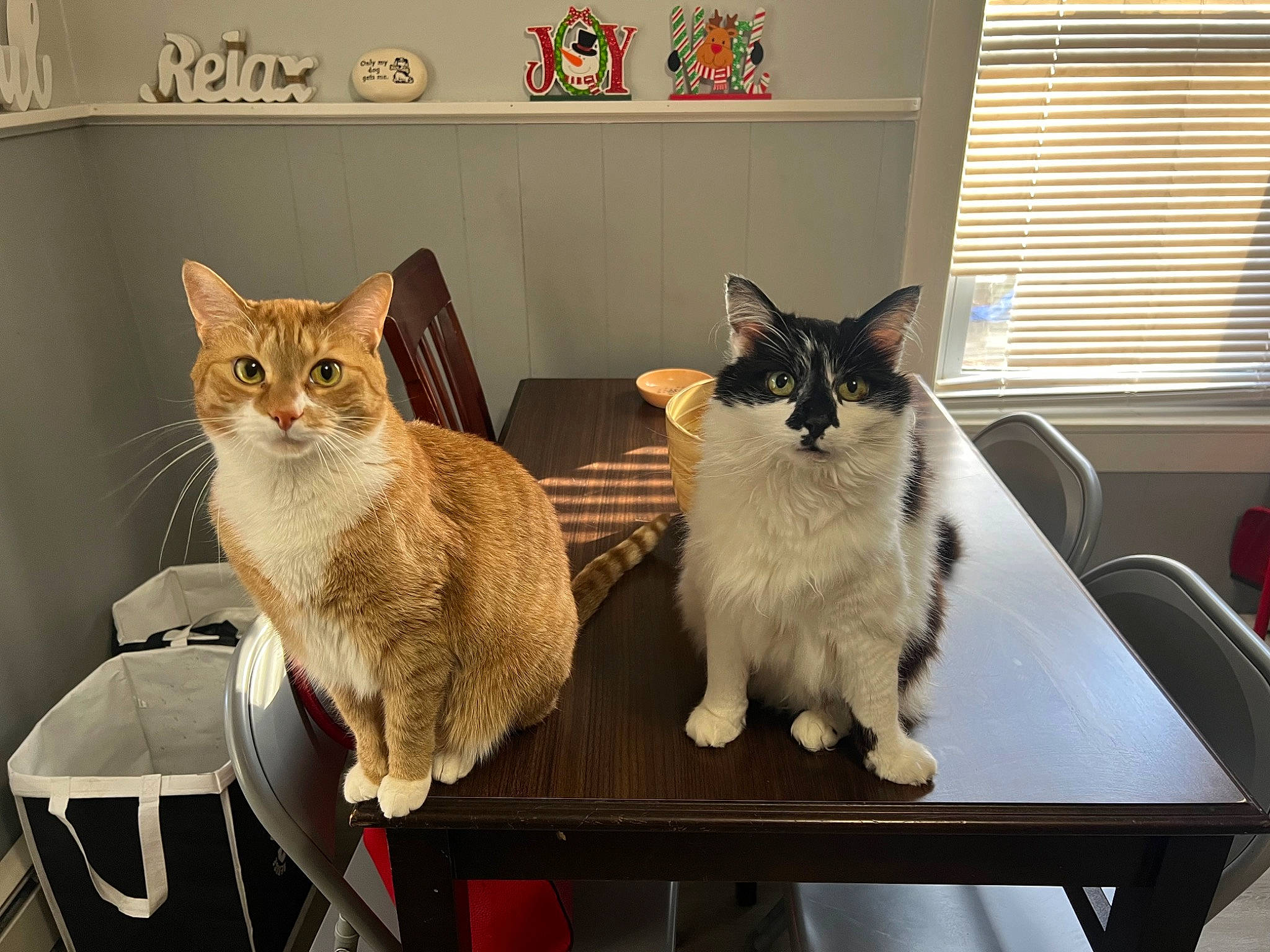 Poseidon is registered to the contest to win money with this photo: carnivore, cat, cat_furniture, cat_supply, chair, comfort, domestic_short_haired_cat, felidae, fur, furniture, pet_supply, shelf, small_to_medium_sized_cats, snout, table, tail, whiskers, window, window_blind, wood