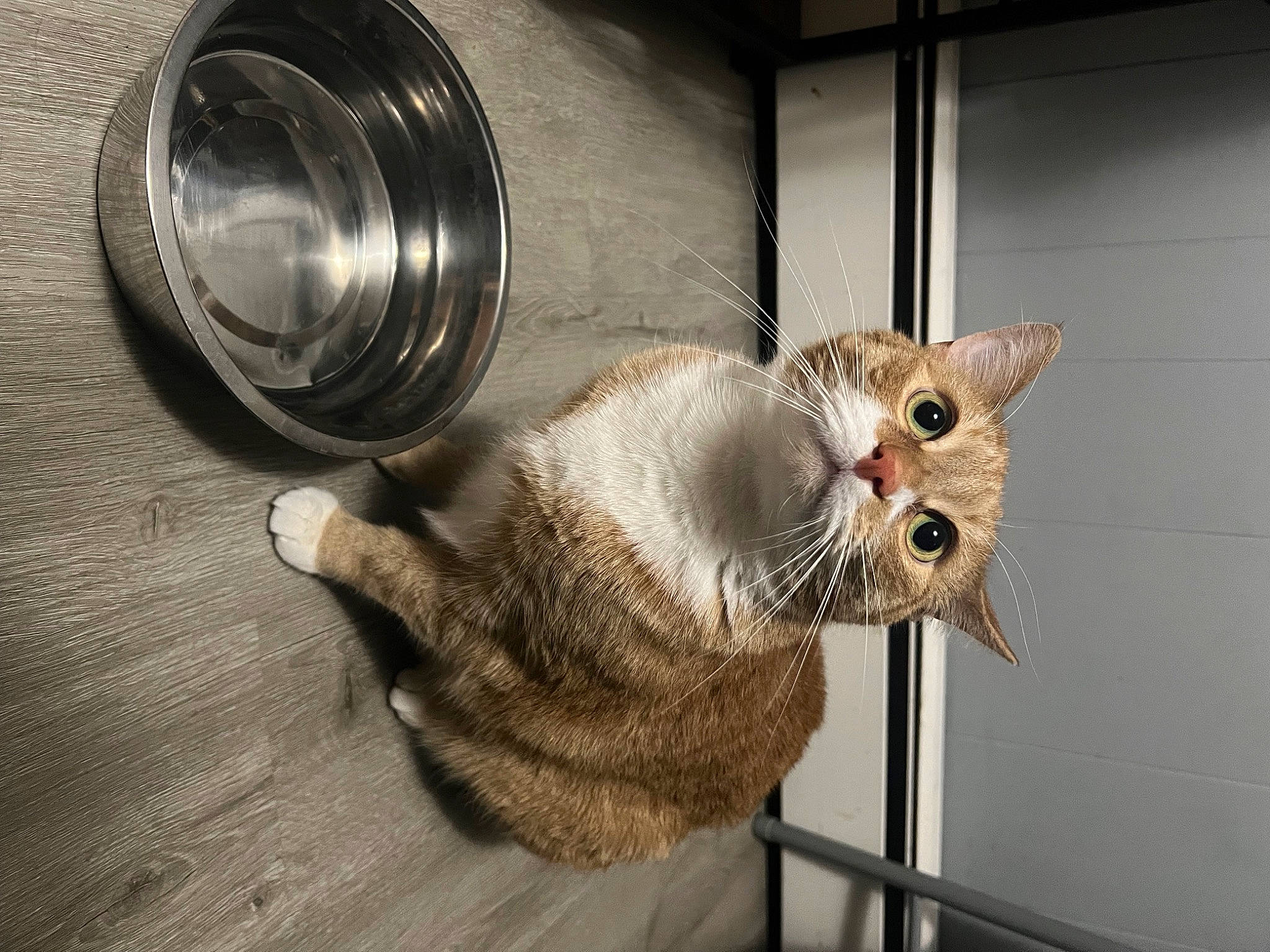 Poseidon joined the competition — help win amazing prizes! animal_shelter, automotive_lighting, carnivore, cat, cat_supply, domestic_short_haired_cat, door, fawn, felidae, fur, gas, laundry_room, metal, pet_supply, room, small_to_medium_sized_cats, snout, tail, whiskers, wood