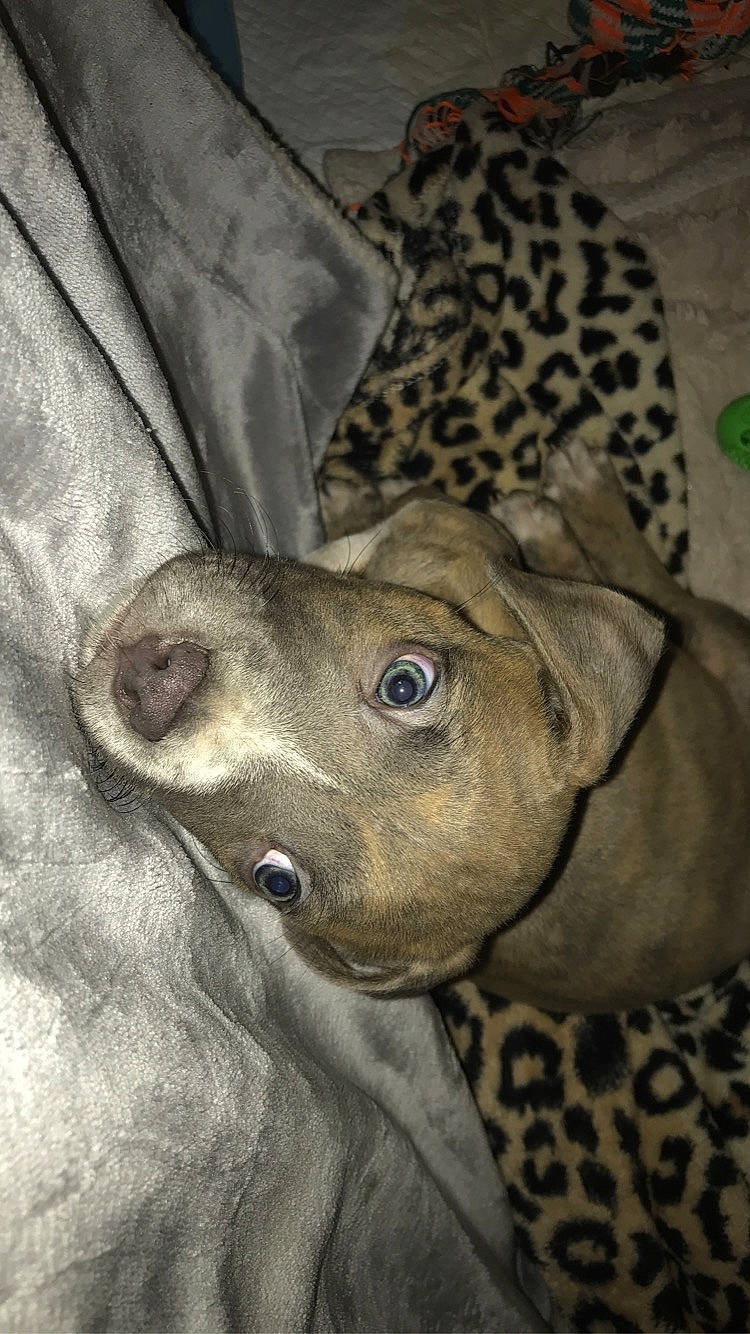 Slay participe au concours pour gagner de l'argent avec cette photo : canidae, carnivore, comfort, companion_dog, dog, dog_breed, ear, fawn, fur, grey, guard_dog, liver, livestock, non_sporting_group, pattern, snout, sporting_group, terrestrial_animal, whiskers, working_animal