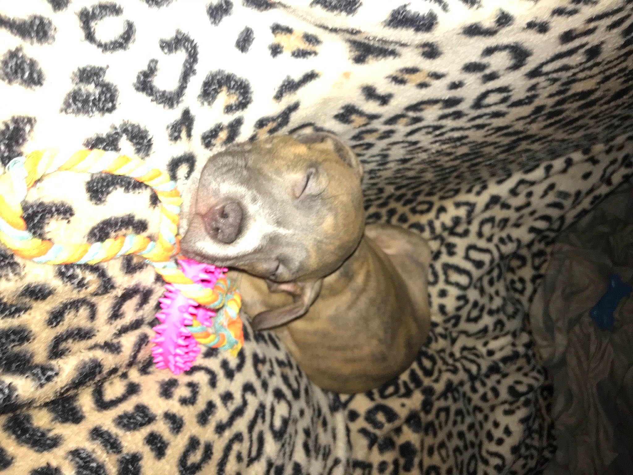 Slay a rejoint le concours — aidez-le/la à gagner de superbes lots ! big_cats, carnivore, comfort, fawn, felidae, fur, leopard, marine_mammal, organism, pattern, plant, snout, terrestrial_animal, whiskers, wildlife