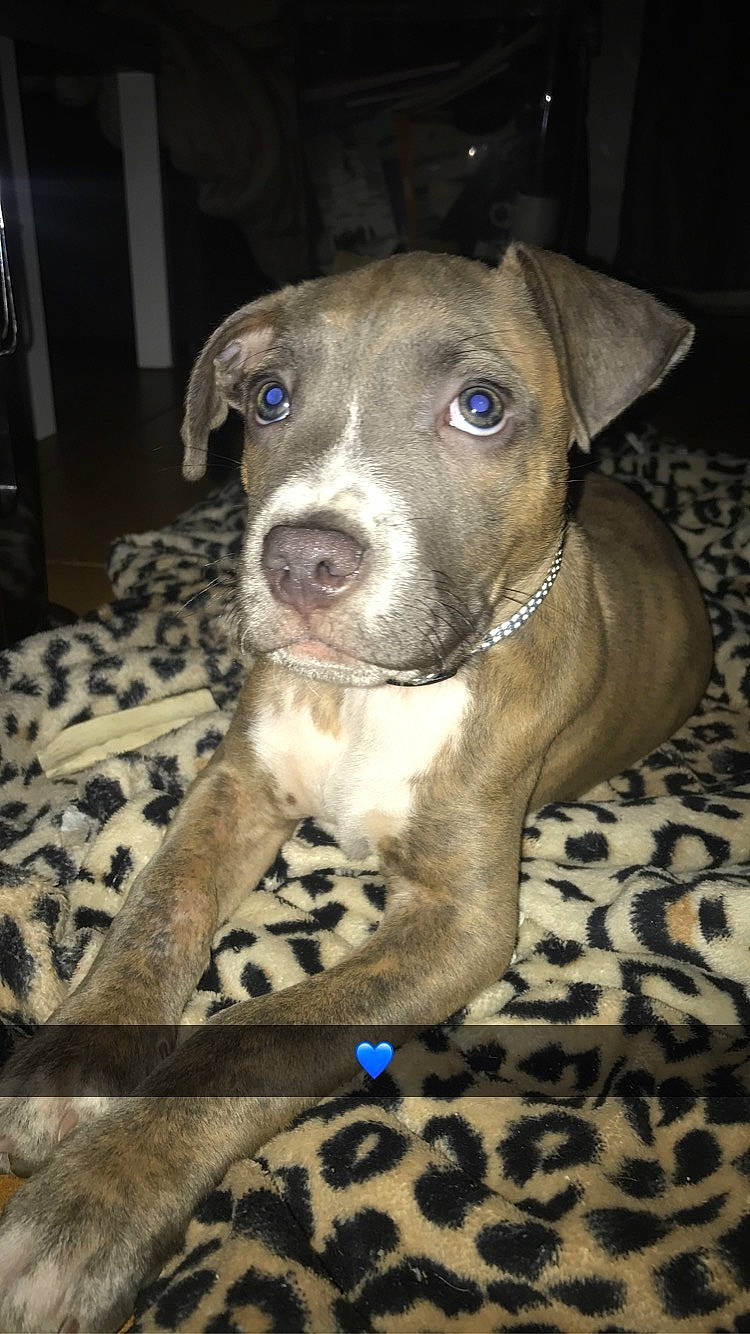 Slay participe au concours pour gagner de l'argent avec cette photo : canidae, carnivore, collar, companion_dog, dog, dog_breed, dog_collar, fawn, guard_dog, non_sporting_group, snout, sporting_group, terrestrial_animal, whiskers, working_animal, working_dog