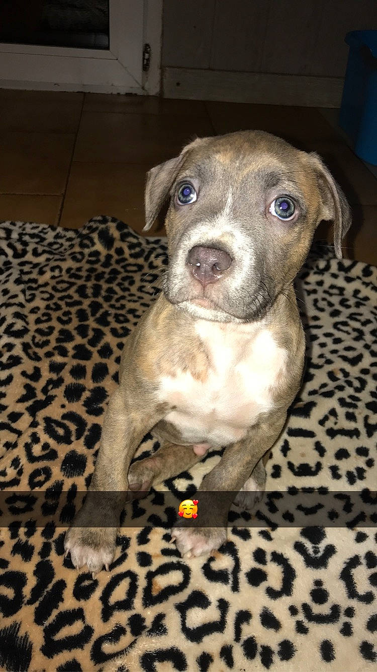 Slay a rejoint le concours — aidez-le/la à gagner de superbes lots ! canidae, carnivore, companion_dog, dog, dog_breed, fawn, flooring, non_sporting_group, pet_supply, puppy, snout, sporting_group, terrestrial_animal, whiskers, working_animal