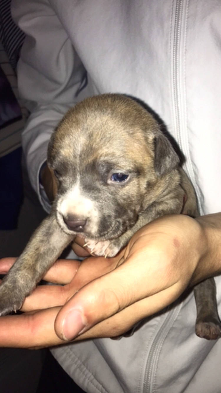 Slay a rejoint le concours — aidez-le/la à gagner de superbes lots ! bored, canidae, carnivore, comfort, companion_dog, dog, dog_breed, fawn, fur, guard_dog, non_sporting_group, paw, snout, sporting_group, terrestrial_animal, toy_dog, whiskers, working_animal, working_dog, wrinkle