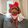 animal, bow, brown_dog, couch, curtains, cute, dog, dog_clothing, domestic_animal, fur, gray_couch, indoor, pet, portrait, red_bow, sitting, small_dog, strawberry_pattern, white_curtains, window