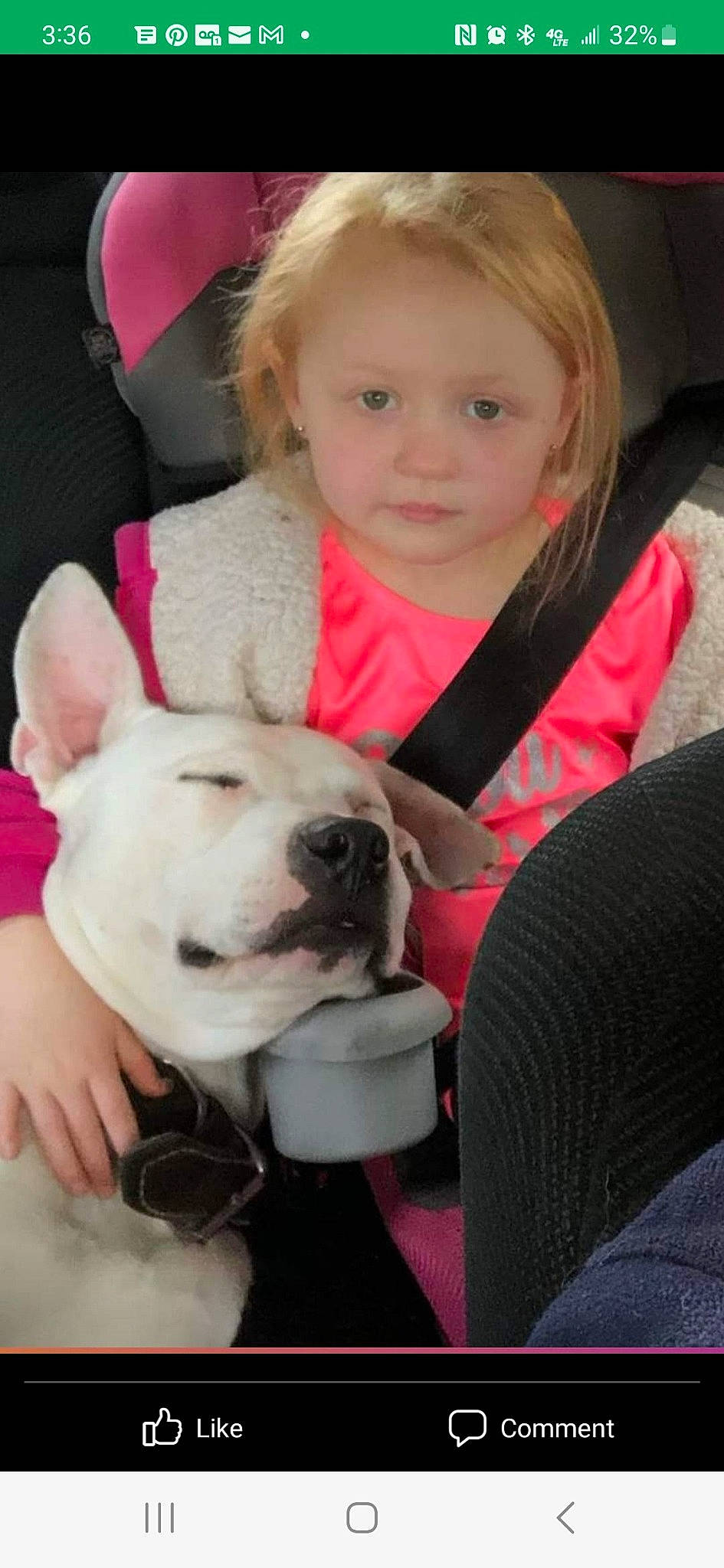 Koda is registered to the contest to win money with this photo: canidae, carnivore, collar, comfort, companion_dog, dog, dog_breed, dog_collar, ear, eye, face, fawn, fun, fur, happy, head, skin, snout, sporting_group, toddler