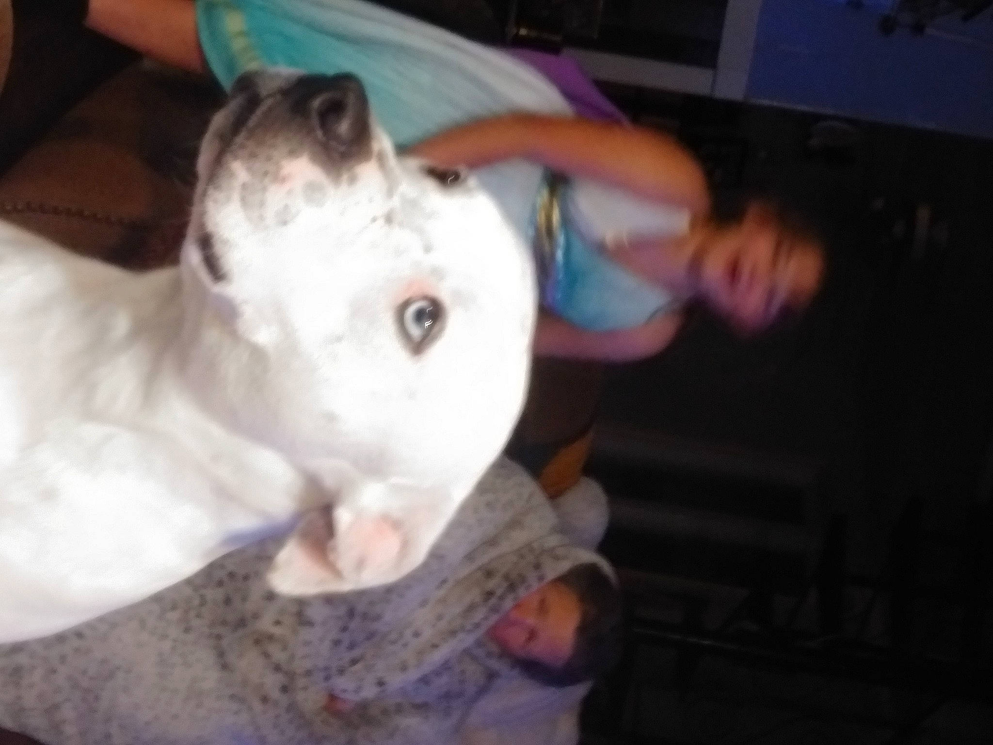 Koda joined the competition — help win amazing prizes! canidae, carnivore, collar, companion_dog, cordoba_fighting_dog, dog, dog_breed, dog_collar, dogo_argentino, ear, fawn, fur, guard_dog, jaw, non_sporting_group, snout, sporting_group, toy_dog, whiskers, working_animal