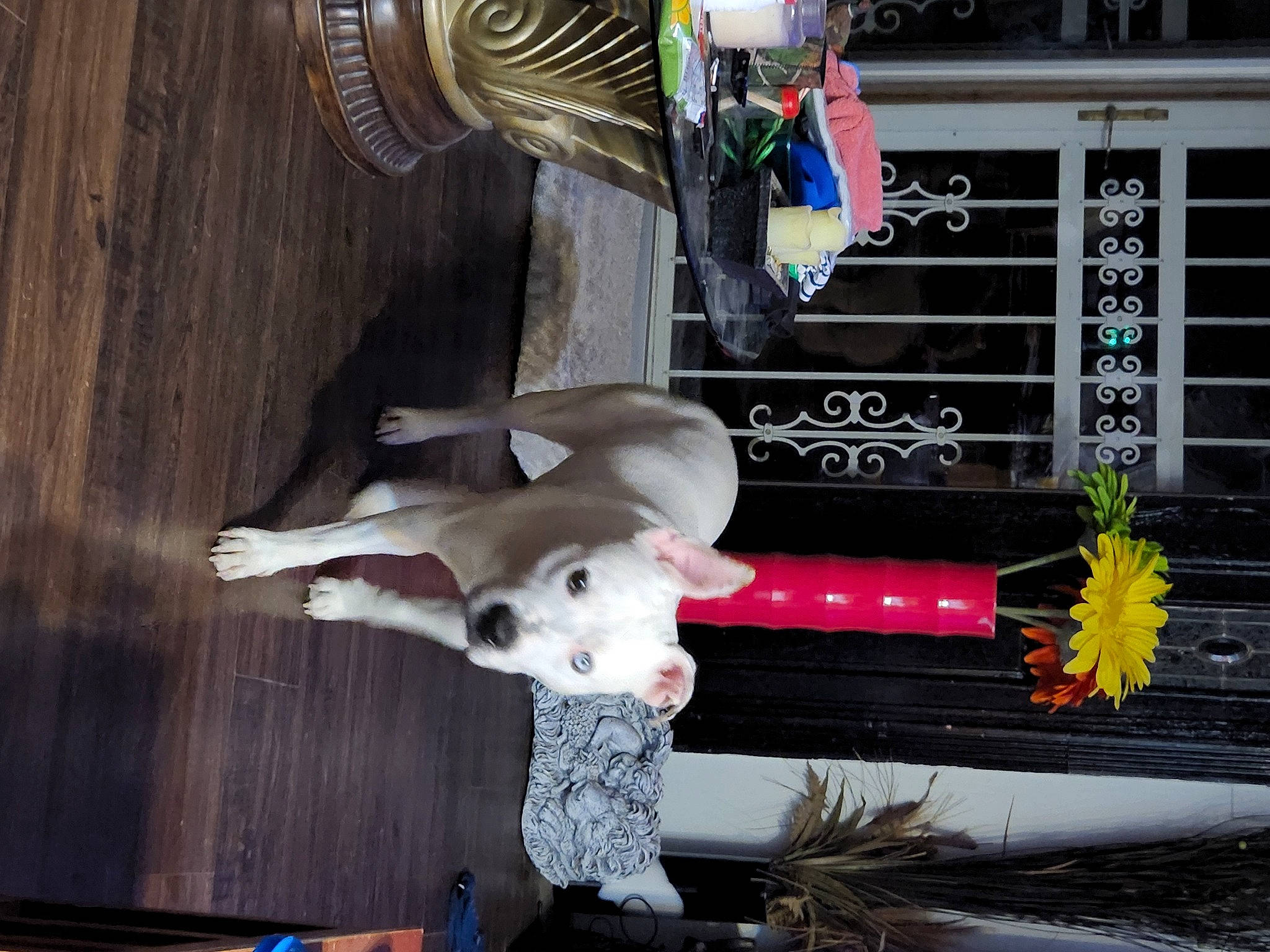 Koda is registered to the contest to win money with this photo: art, bone, carmine, companion_dog, dalmatian, dog, dog_breed, facade, floral_design, flower, non_sporting_group, plant, sporting_group, statue, tail, white, window, wood, working_animal