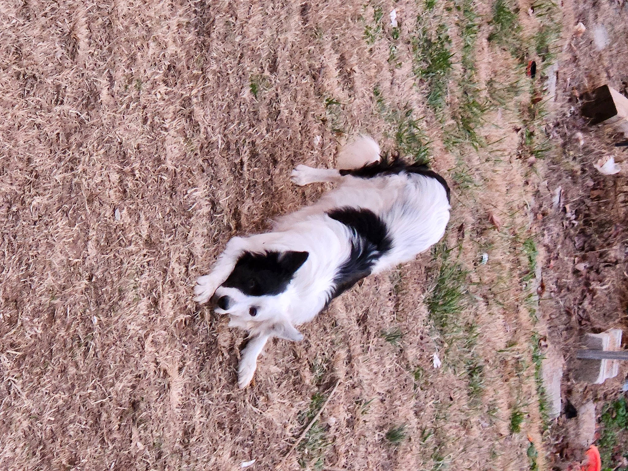 Roran is registered to the contest to win money with this photo: canidae, carnivore, cat, companion_dog, dog_breed, fawn, fur, grass, grass_family, grassland, plant, soil, sporting_group, tail, terrestrial_animal, tree, wildlife, wood