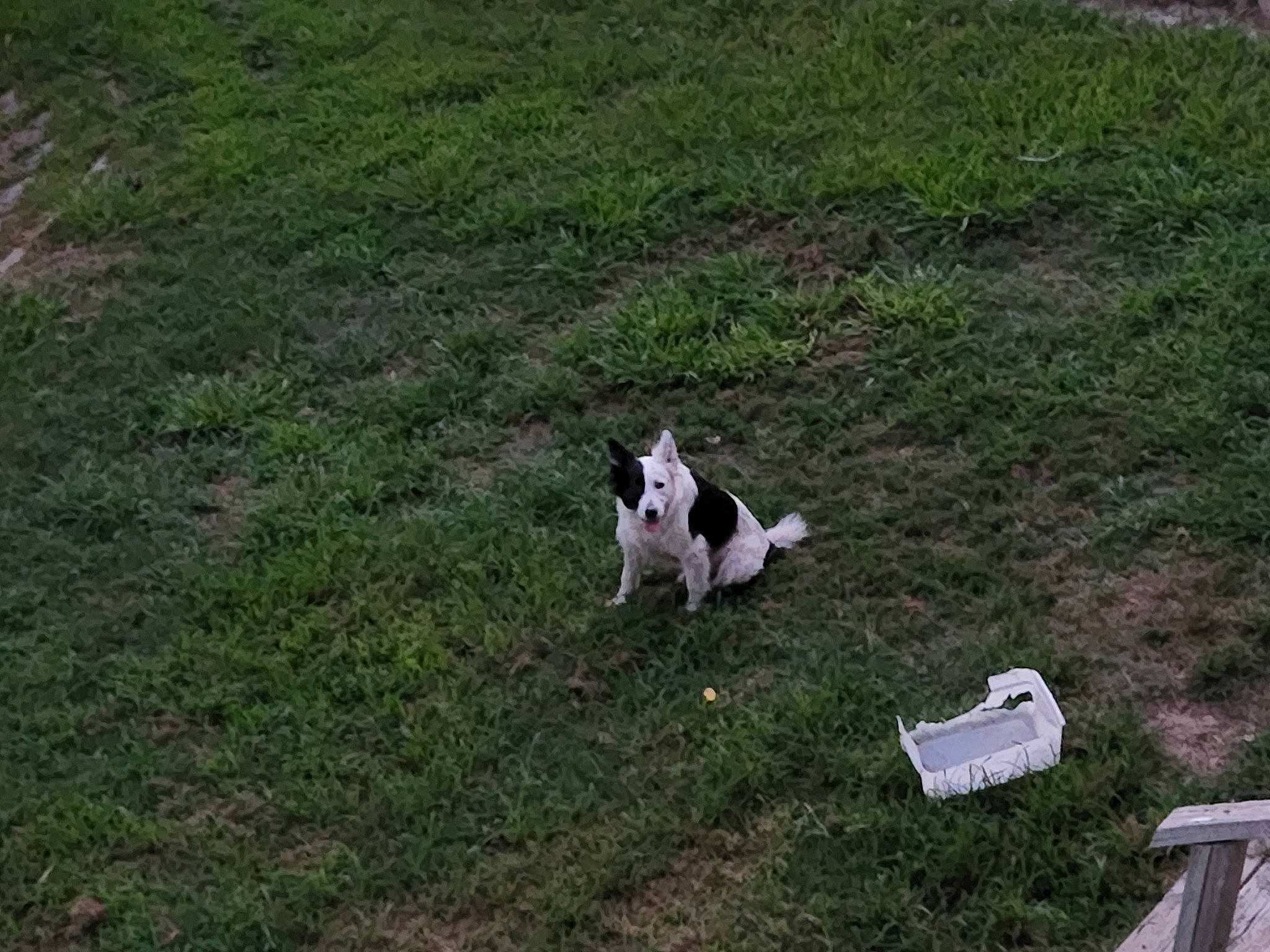 Roran joined the competition — help win amazing prizes! canidae, carnivore, companion_dog, dog_breed, fawn, felidae, grass, grassland, grazing, groundcover, landscape, lawn, pasture, plant, soil, sporting_group, tail, terrestrial_animal, working_animal, yard