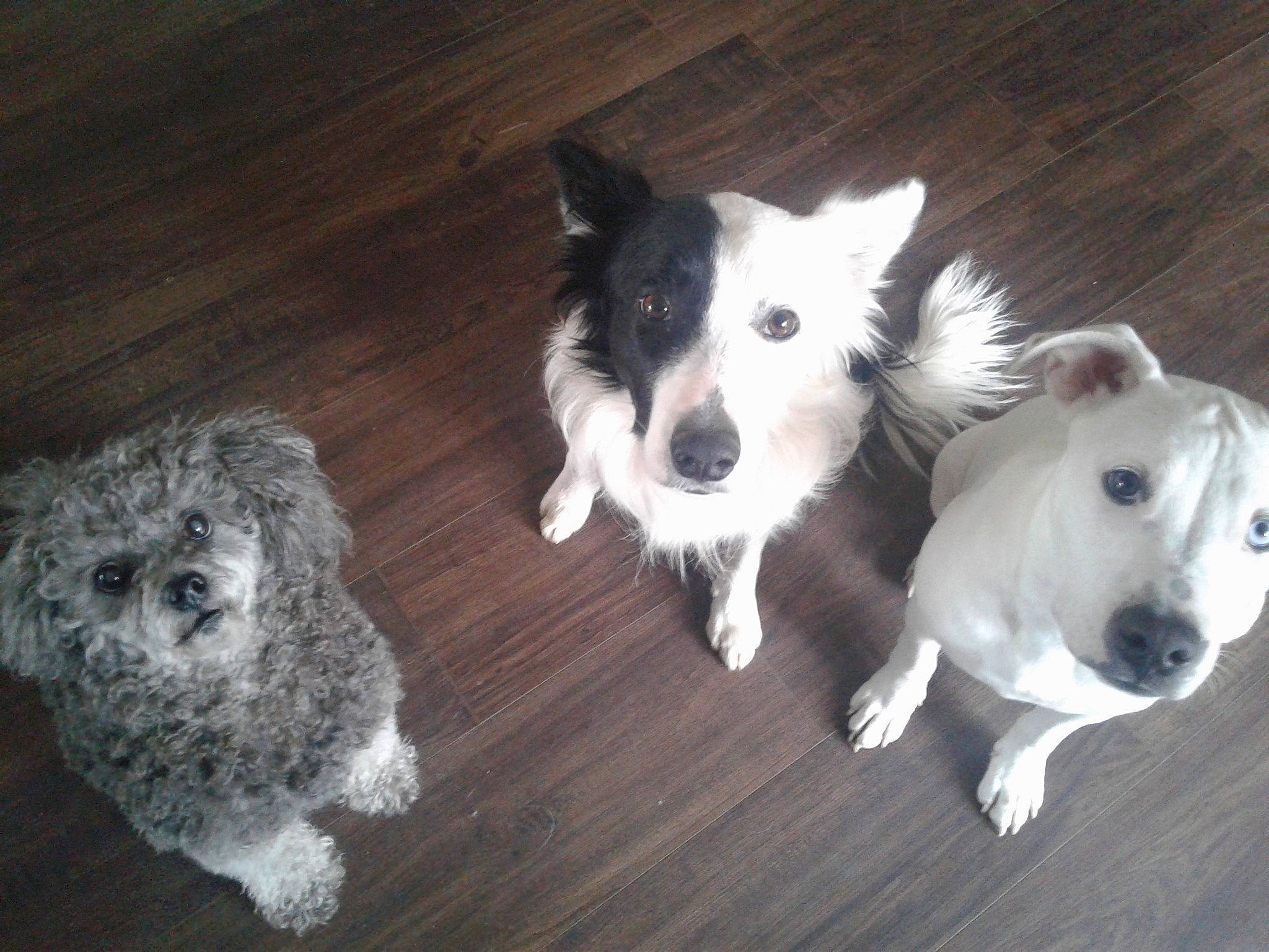 Roran joined the competition — help win amazing prizes! canidae, carnivore, companion_dog, dog, dog_breed, door_mat, flooring, fur, hardwood, herding_dog, mammal, paw, snout, toy_dog, vertebrate, water_dog, whiskers, wood, working_animal, working_dog