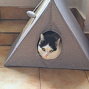 Tia a rejoint le concours — aidez-le/la à gagner de superbes lots ! cat, pet, animal, indoor, cozy, cat_house, black_and_white, feline, curious, tile_floor, triangular, cute, whiskers, ears, green_eyes, domestic_animal, resting, home, playful, soft