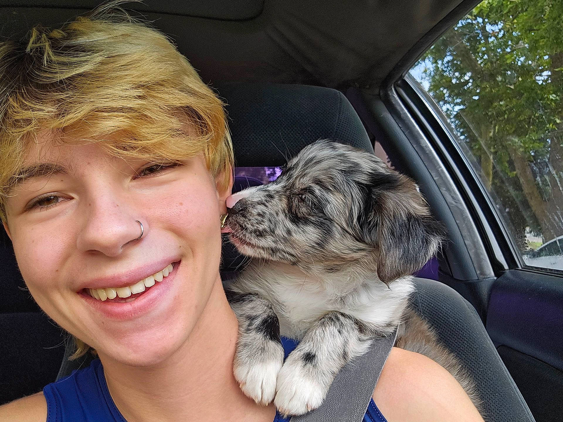 Artemis is registered to the contest to win money with this photo: canidae, car, carnivore, companion_dog, dog, dog_breed, family_car, fawn, fur, hand, happy, smile, snout, sporting_group, terrier, toy_dog, tree, vehicle, vehicle_door, working_animal