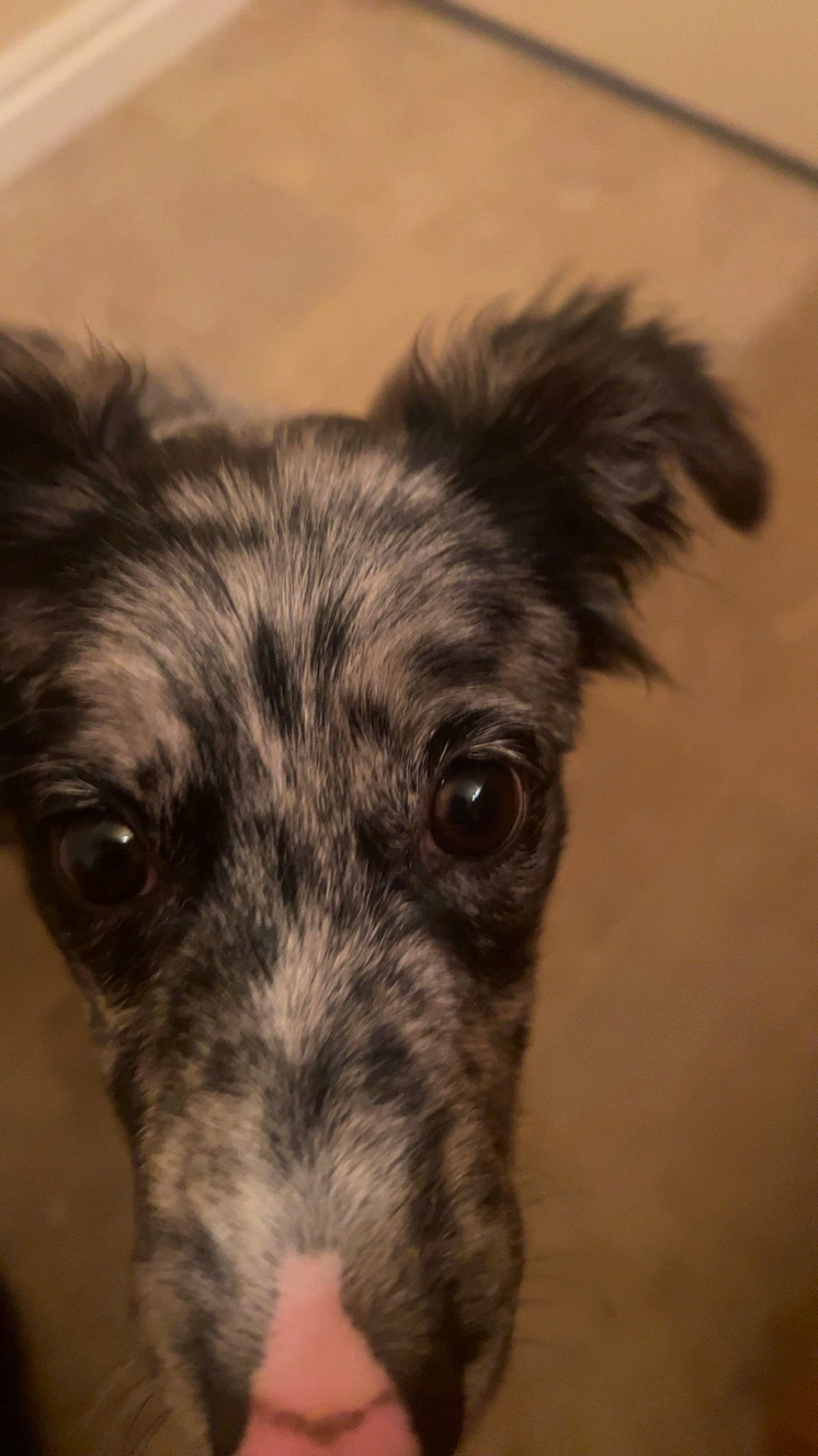 Artemis joined the competition — help win amazing prizes! canidae, carnivore, companion_dog, corgi_chihuahua, dog, dog_breed, eye, fur, snout, sporting_group, street_dog, terrestrial_animal, whiskers, wildlife, working_animal, working_dog