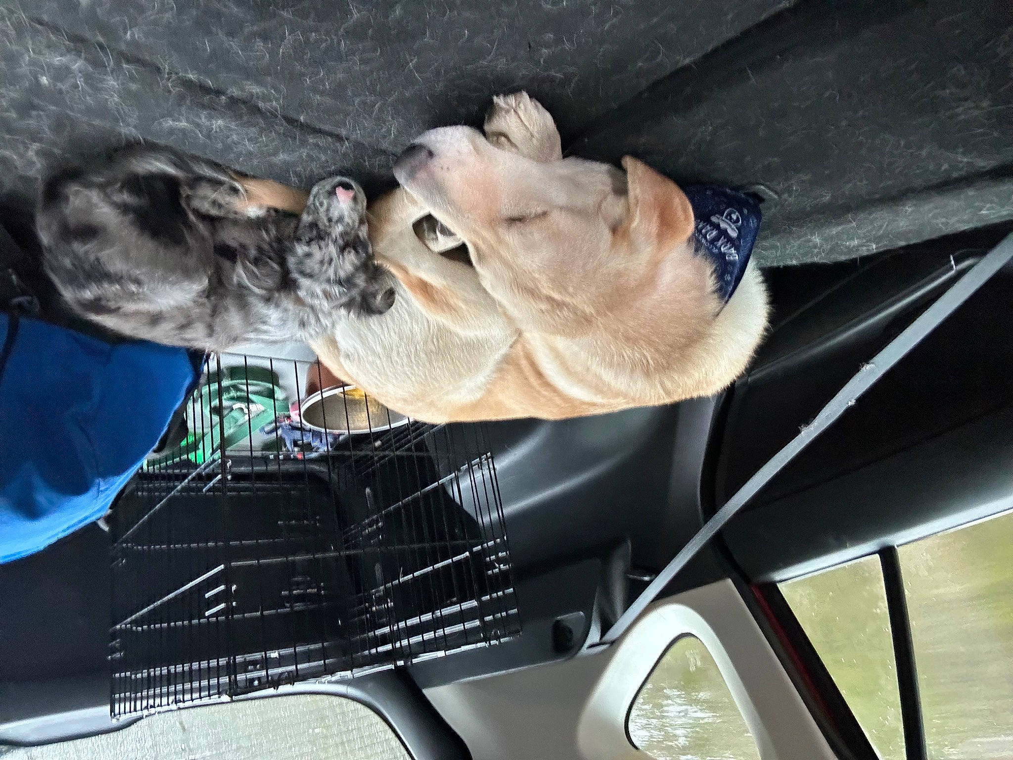 Artemis joined the competition — help win amazing prizes! art, automotive_design, automotive_exterior, automotive_lighting, carnivore, dog, fawn, gesture, hand, headlamp, hood, jaw, personal_luxury_car, sculpture, snout, statue, vehicle, vehicle_door, windscreen_wiper, windshield