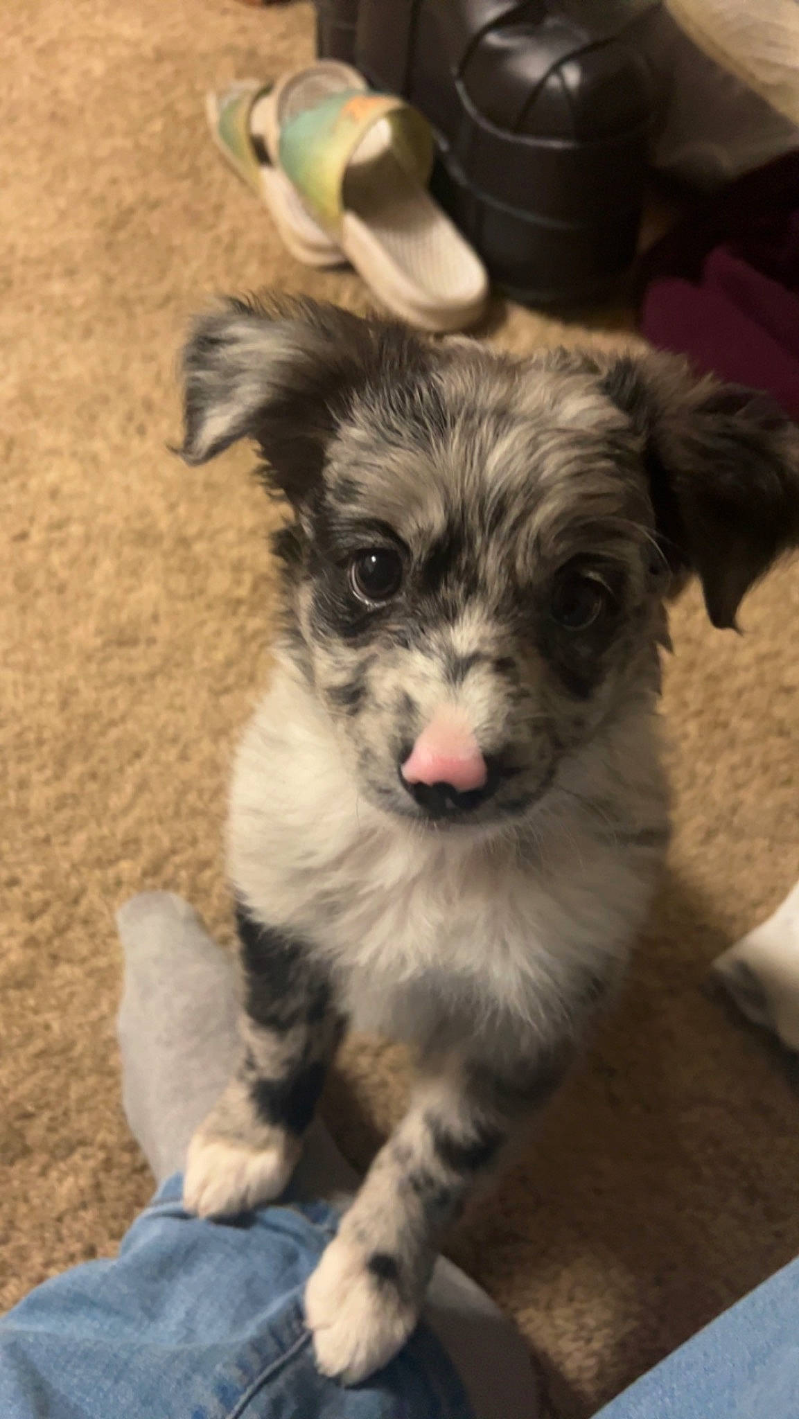 Artemis is registered to the contest to win money with this photo: canidae, carnivore, chihuahua, companion_dog, dog, dog_breed, fawn, fur, non_sporting_group, paw, puppy, puppy_love, small_terrier, snout, sporting_group, terrestrial_animal, terrier, toy_dog, whiskers, working_animal