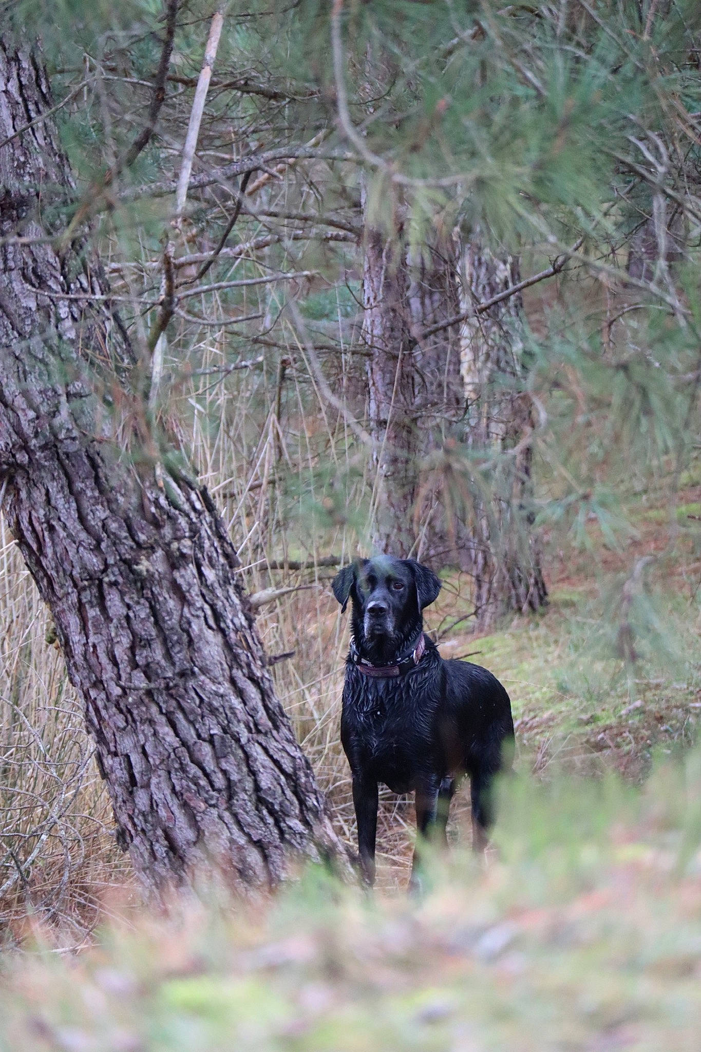 Logan a rejoint le concours — aidez-le/la à gagner de superbes lots ! carnivore, companion_dog, dog, dog_breed, fawn, forest, grass, liver, plant, snout, sporting_group, tail, terrestrial_animal, tree, trunk, twig, wildlife, wood, woodland, working_animal