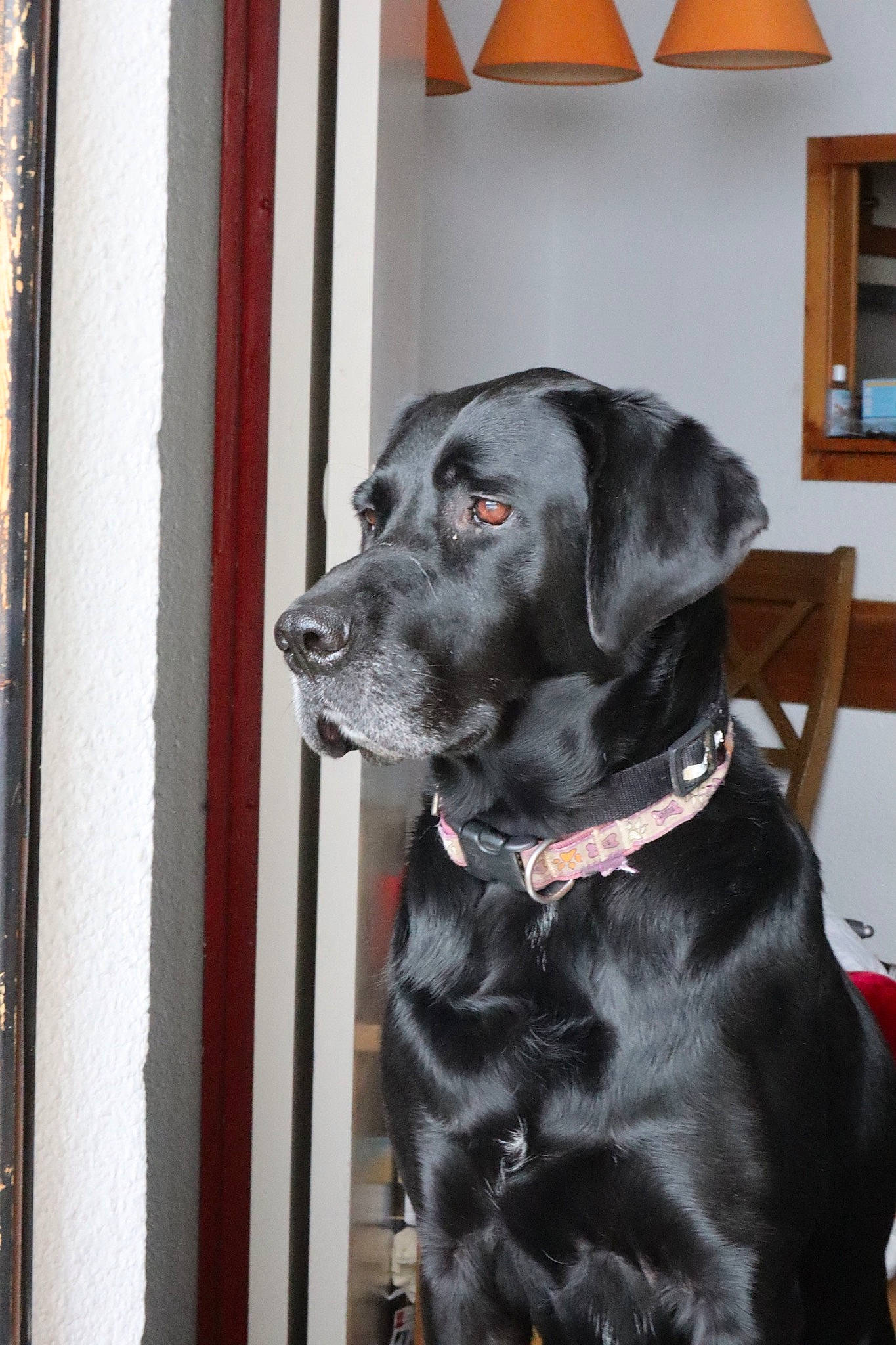 Logan participe au concours pour gagner de l'argent avec cette photo : borador, canidae, carnivore, collar, companion_dog, dog, dog_breed, dog_collar, fur, gun_dog, hunting_dog, lamp, liver, non_sporting_group, picture_frame, retriever, snout, sporting_group, whiskers, working_animal