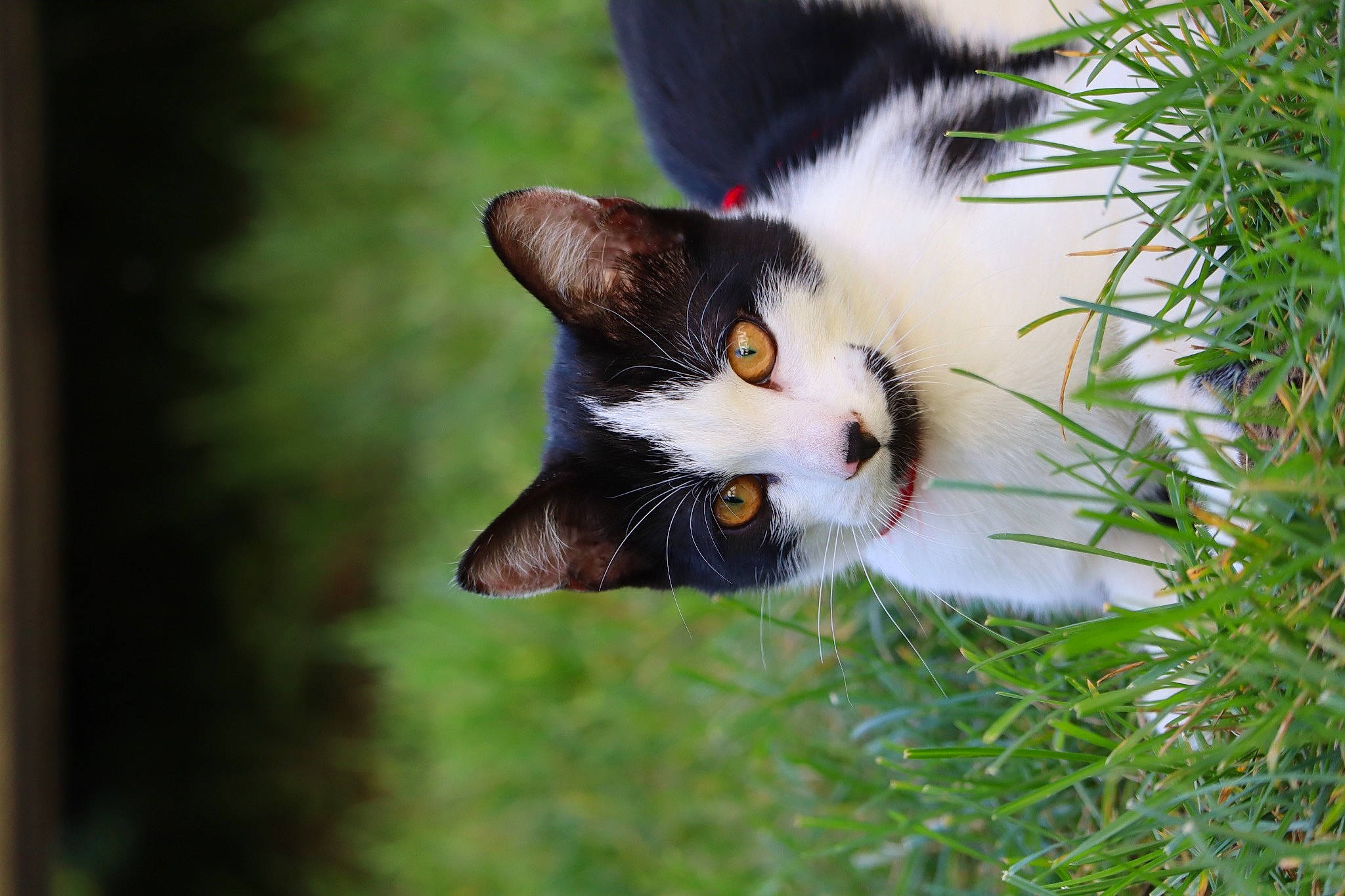 Uta a rejoint le concours — aidez-le/la à gagner de superbes lots ! art, carnivore, cat, collar, domestic_short_haired_cat, eye, fawn, felidae, fur, grass, herb, herbaceous_plant, plant, small_to_medium_sized_cats, snout, tail, terrestrial_animal, tree, whiskers, wildlife