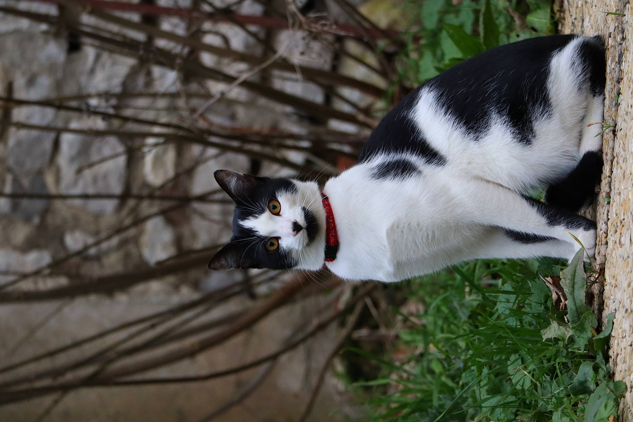 Uta participe au concours pour gagner de l'argent avec cette photo : carnivore, cat, collar, domestic_short_haired_cat, felidae, fur, grass, plant, small_to_medium_sized_cats, snout, tail, terrestrial_animal, tree, trunk, twig, whiskers, wildlife, window, wood, woody_plant