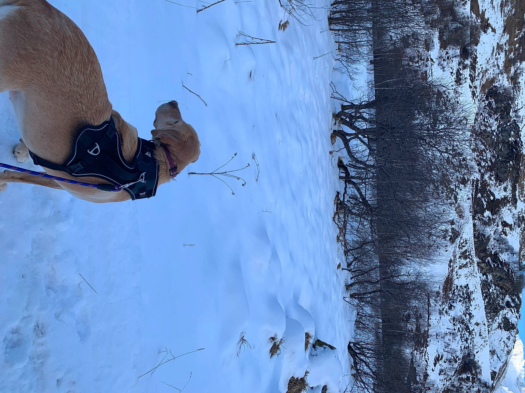 Louna participe au concours pour gagner de l'argent avec cette photo : branch, electric_blue, freezing, frost, geological_phenomenon, hat, ice_cap, outdoor_shoe, plant, recreation, sky, slope, snow, street_light, tree, trunk, twig, water, winter, wood