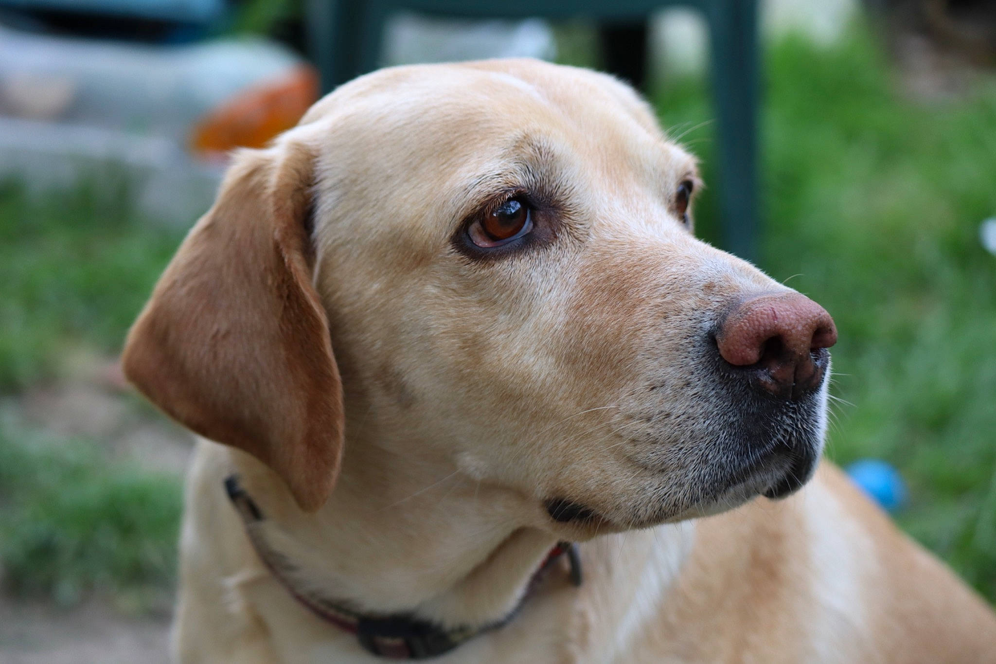 Louna participe au concours pour gagner de l'argent avec cette photo : carnivore, collar, companion_dog, dog, dog_breed, dog_collar, ear, fawn, hunting_dog, pet_supply, snout, sporting_group, terrestrial_animal, whiskers, working_animal