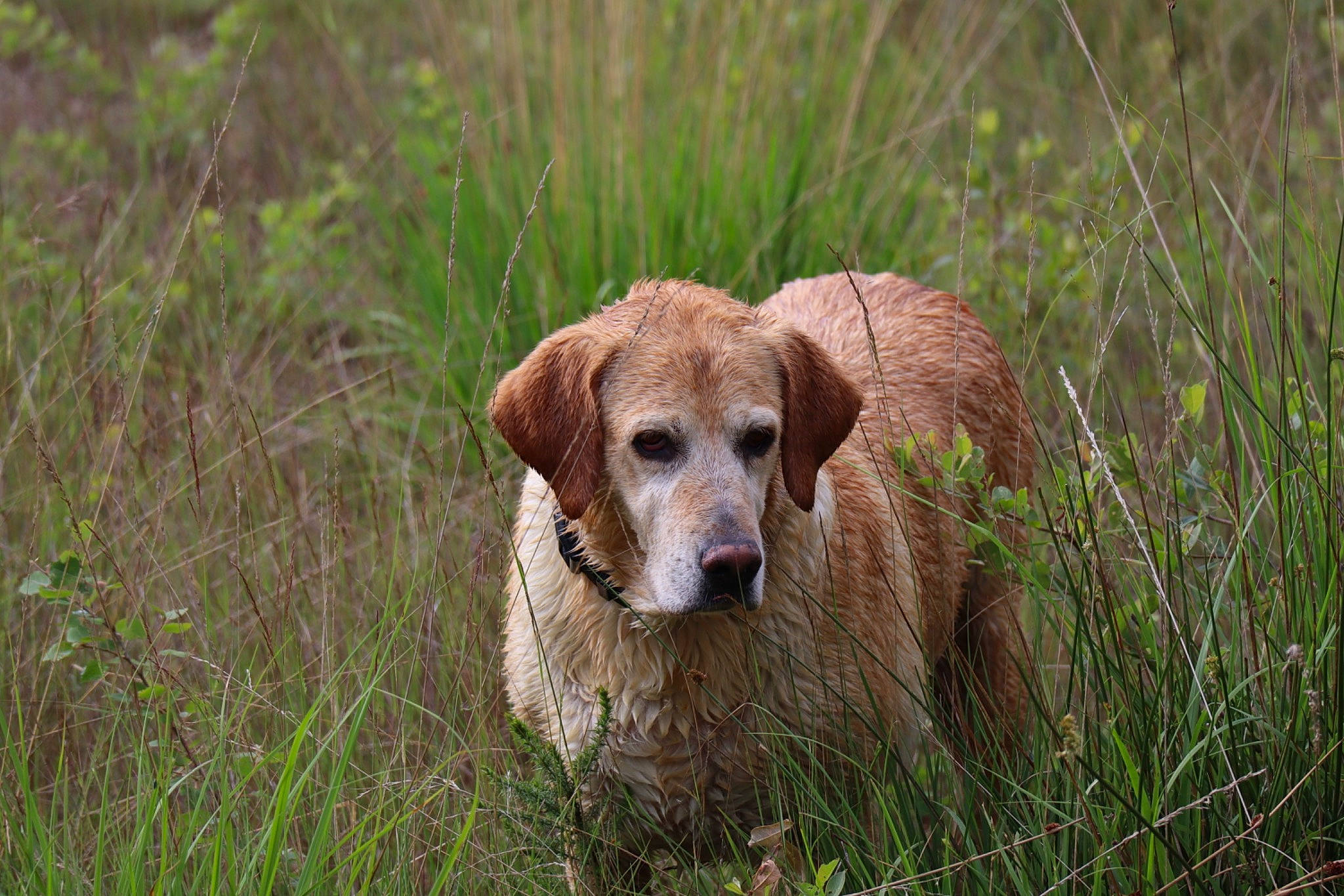 Louna a rejoint le concours — aidez-le/la à gagner de superbes lots ! canidae, carnivore, companion_dog, dog, dog_breed, fawn, grass, grassland, gun_dog, hunting_dog, liver, natural_landscape, plant, prairie, snout, soil, sporting_group, terrestrial_animal, wildlife, working_animal
