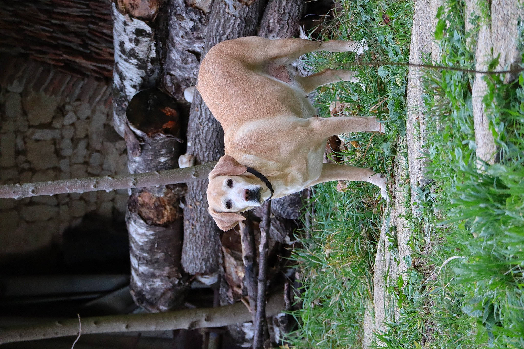 Louna participe au concours pour gagner de l'argent avec cette photo : canidae, carnivore, deer, dog, dog_breed, fawn, felidae, fence, grass, plant, recreation, snout, sporting_group, tail, terrestrial_animal, tree, trunk, wildlife, wood, zoo