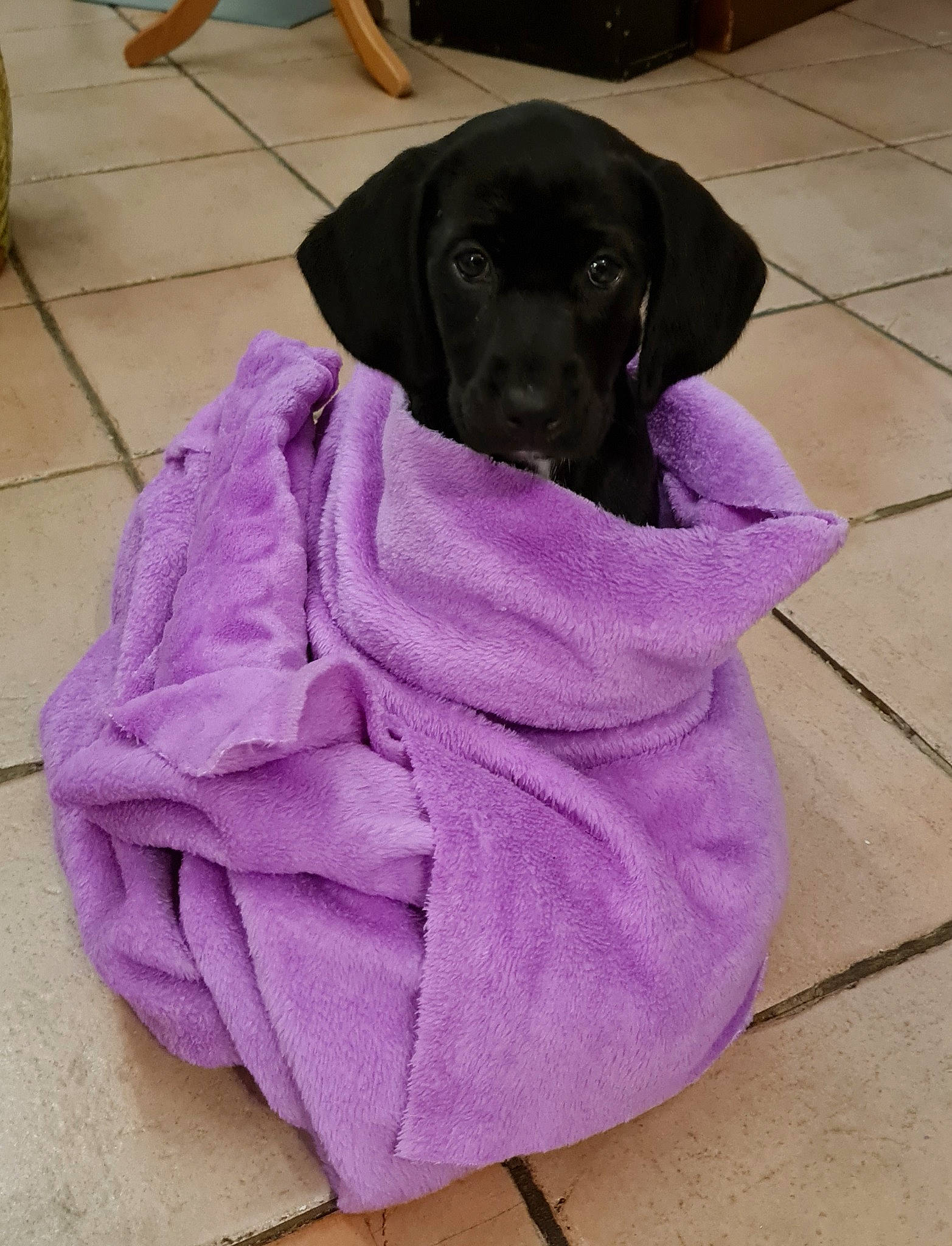 Mara a rejoint le concours — aidez-le/la à gagner de superbes lots ! carnivore, collar, comfort, companion_dog, dog, dog_breed, dog_supply, electric_blue, fawn, flooring, fur, grey, liver, magenta, pet_supply, pink, purple, tile_flooring, violet, working_animal