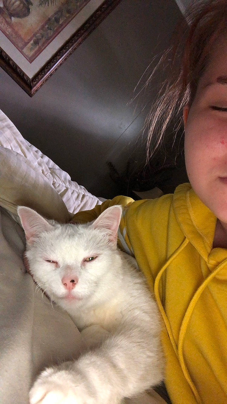 Pearl is registered to the contest to win money with this photo: aegean_cat, asian, burmilla, carnivore, cat, colorpoint_shorthair, domestic_short_haired_cat, eye, felidae, fur, javanese, khao_manee, mammal, nose, ojos_azules, small_to_medium_sized_cats, snout, turkish_angora, turkish_van, whiskers