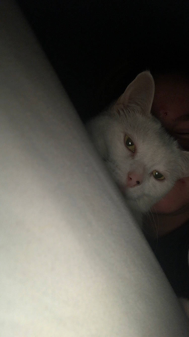 Pearl is registered to the contest to win money with this photo: burmilla, carnivore, cat, colorpoint_shorthair, domestic_short_haired_cat, ear, eye, felidae, fur, khao_manee, kitten, mammal, nose, skin, small_to_medium_sized_cats, snout, turkish_angora, turkish_van, whiskers, white