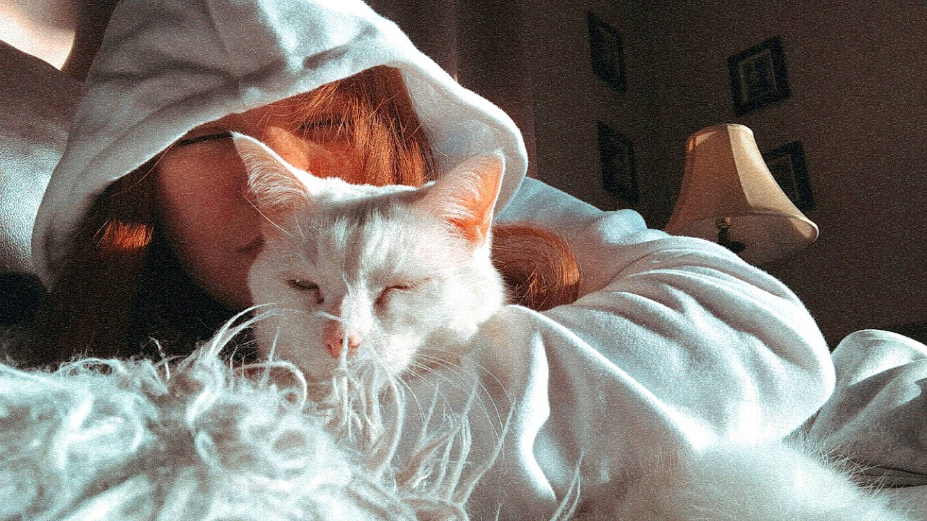 Pearl is registered to the contest to win money with this photo: asian, bed, burmilla, carnivore, cat, colorpoint_shorthair, ear, fawn, felidae, fur, kitten, nap, norwegian_forest_cat, nose, ragdoll, small_to_medium_sized_cats, turkish_angora, turkish_van, whiskers