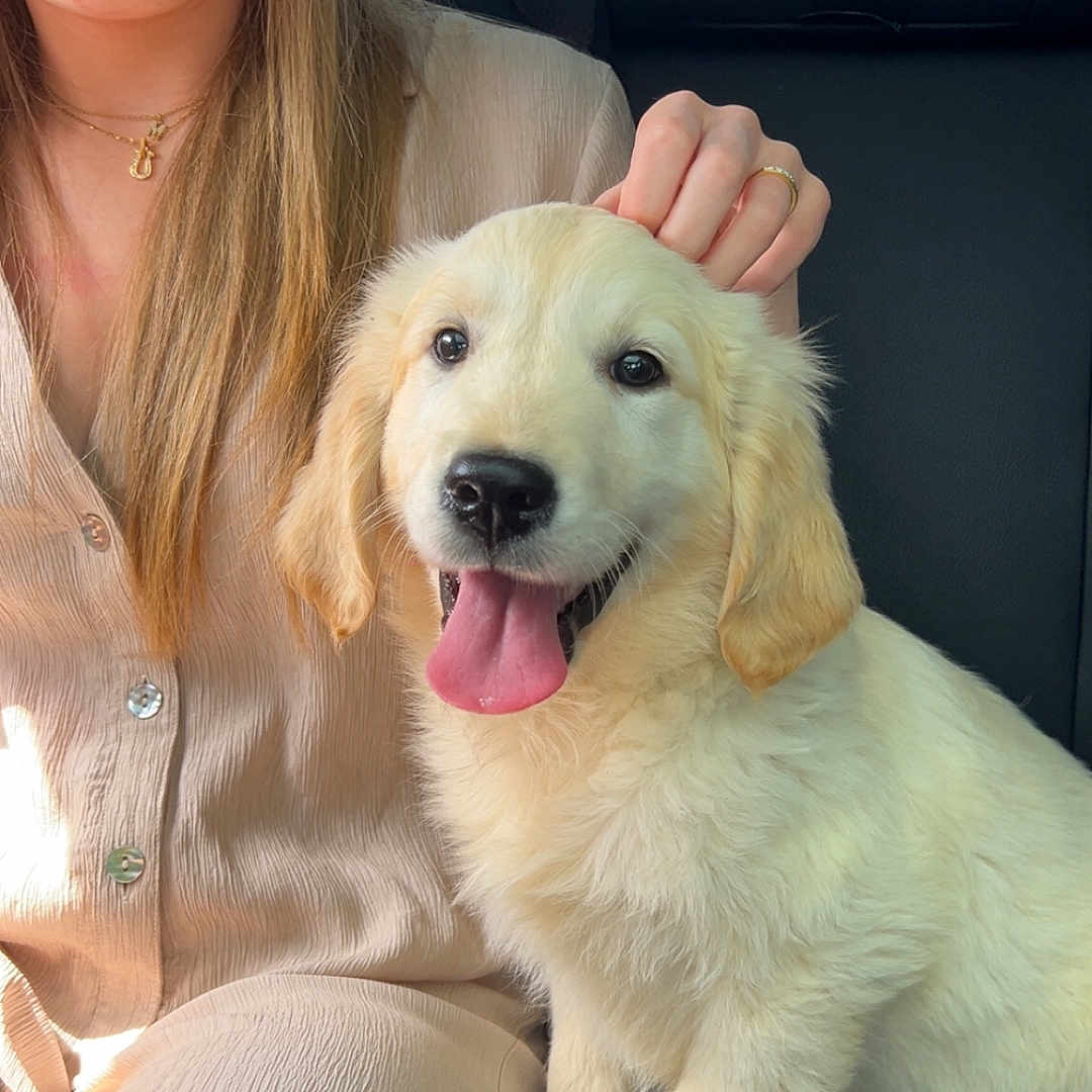 Milo a rejoint le concours — aidez-le/la à gagner de superbes lots ! car_interior, casual_clothing, companion, cute, dog, fur, golden_retriever, hand, happy, lap, light, nature_outside, person, pet, puppy, seat, smiling, tongue_out, window, young_adult