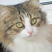 Plume participe au concours pour gagner de l'argent avec cette photo : aegean_cat, british_semi_longhair, cat, cat_like_mammal, close_up, domestic_long_haired_cat, domestic_short_haired_cat, european_shorthair, eye, fauna, fur, kitten, norwegian_forest_cat, ragamuffin, siberian, small_to_medium_sized_cats, snout, whiskers
