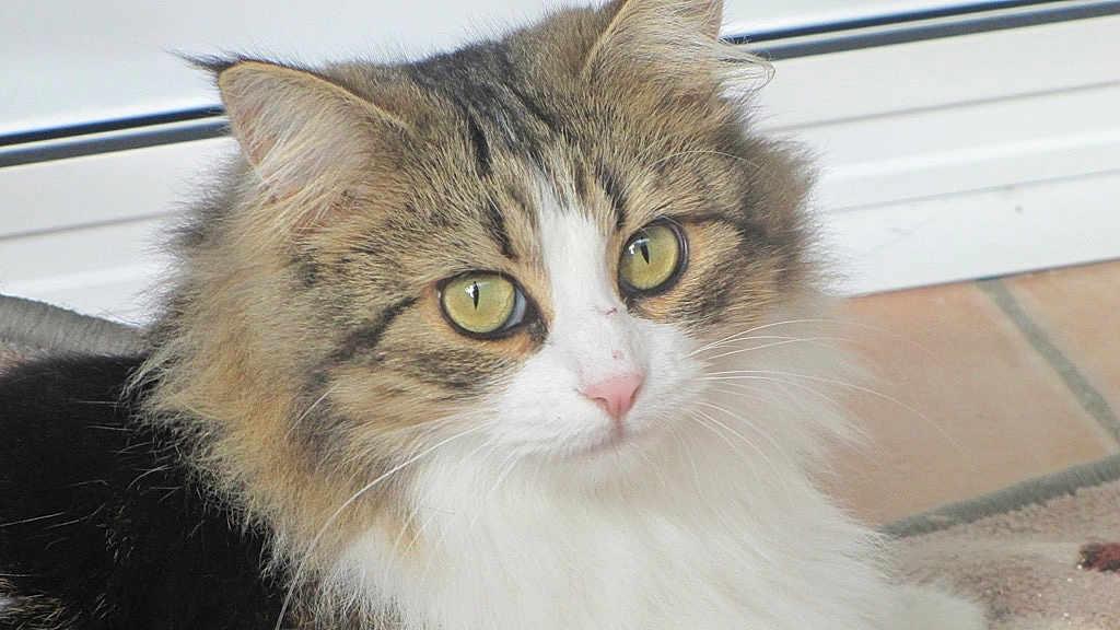 Plume