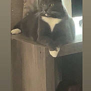 Moonake is registered to the contest to win money with this photo: animal, black_and_white, cat, curtains, ears, eyes, feline, furniture, home, indoor, paws, pet, portrait, relaxed, shelf, sitting, tail, tuxedo_cat, whiskers, window
