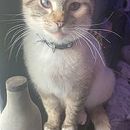 Roinni is registered to the contest to win money with this photo: animal, blue_eyes, cat, close_up, collar, decorative_bottle, ears, feline, fur, furniture, indoor, kitten, pet, plant, portrait, sitting, soft_lighting, standing, tail, whiskers