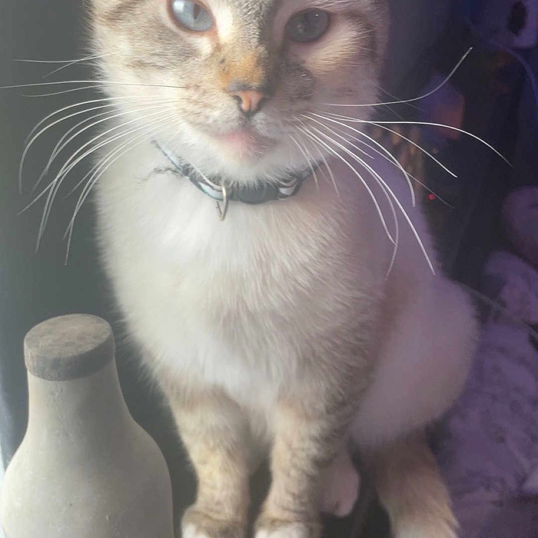 Roinni