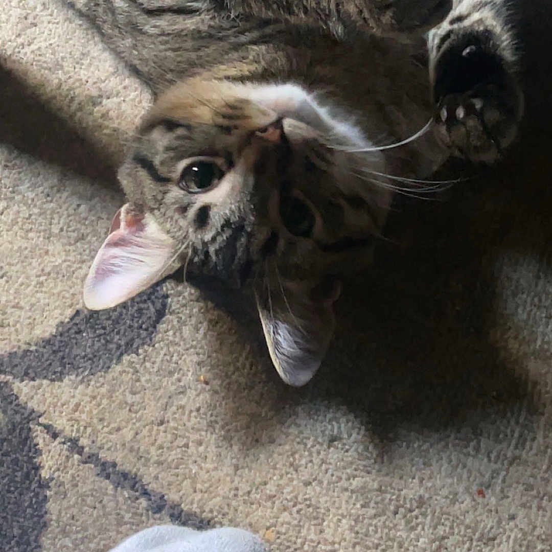 Rocket