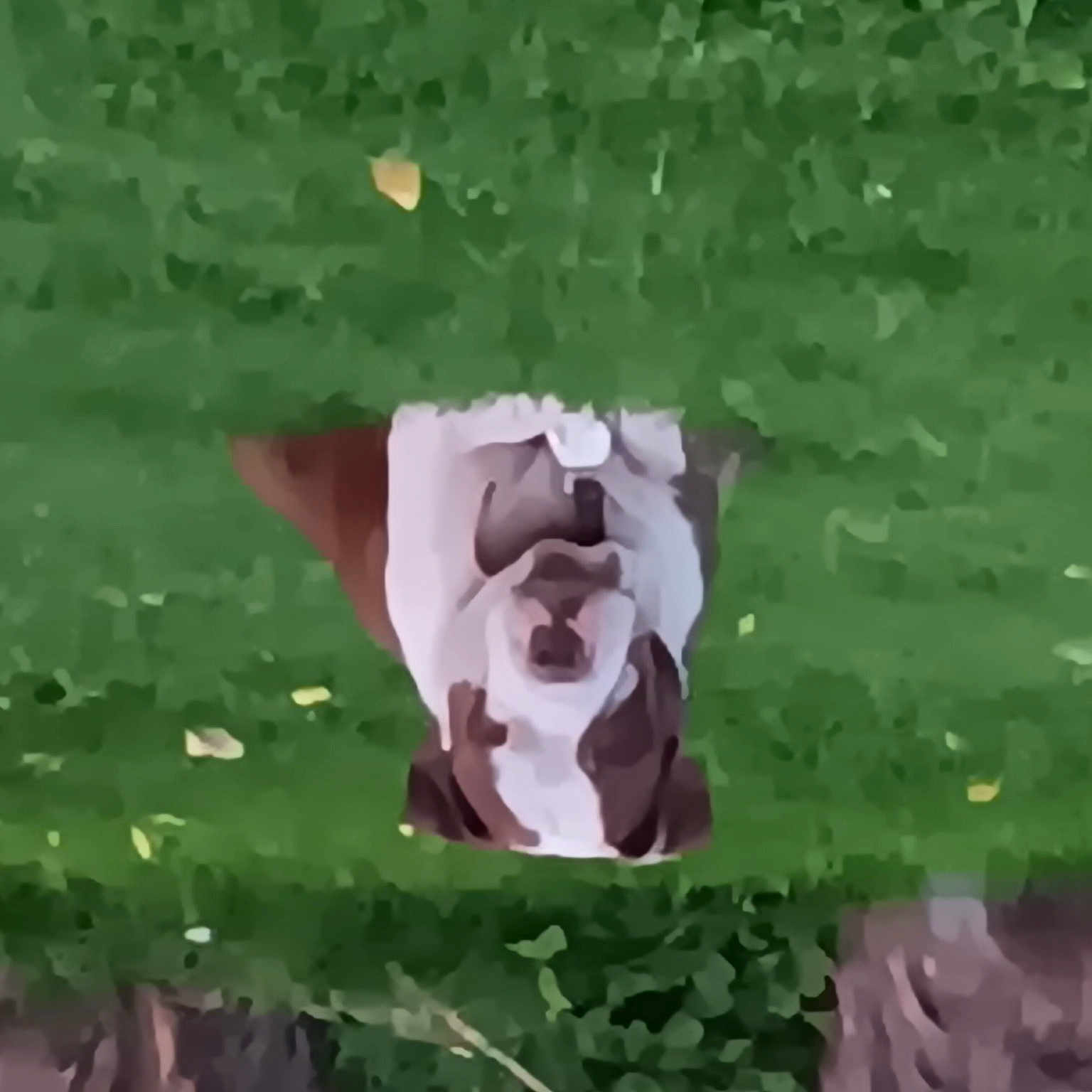 Petey joined the competition — help win amazing prizes! annual_plant, aquatic_plant, art, close_up, flower, flowering_plant, grass, groundcover, herbaceous_plant, organism, pattern, petal, plant, plant_stem, rose_family, rose_order, symmetry, terrestrial_plant, vegetation, wildflower