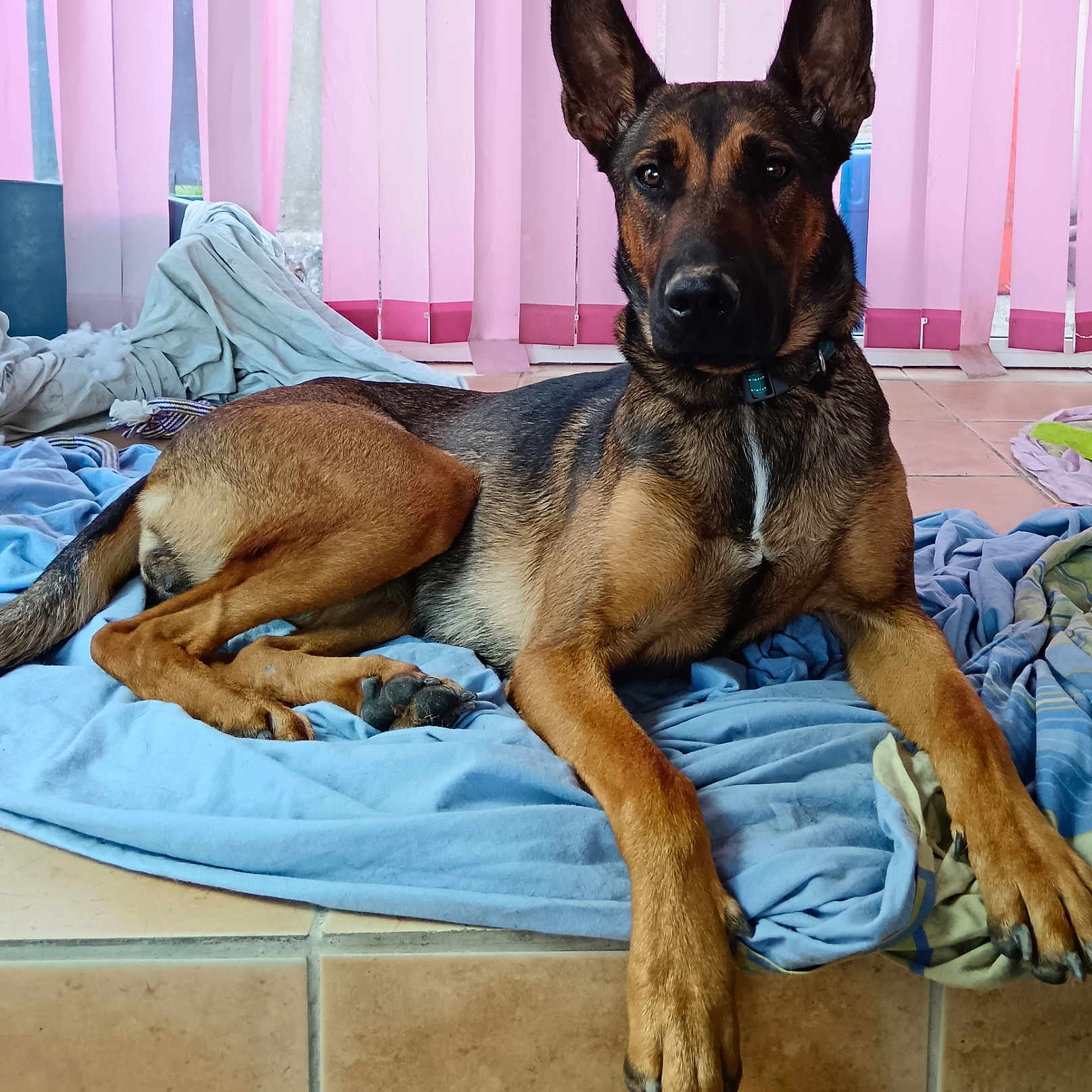 Thalis participe au concours pour gagner de l'argent avec cette photo : animal, bed, bedroom, blanket, bulldog, canine, couch, cushion, dog, dogbed, furniture, germanshepherd, homedecor, hound, indoors, pet, policedog, puppy, room