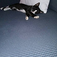 Minnie is registered to the contest to win money with this photo: cat, black_and_white, sleeping, couch, indoor, pet, feline, pillow, resting, comfortable, domestic_animal, relaxation, animal, cozy, fur, whiskers, paw, home, nap, quiet