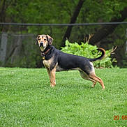 Dani joined the competition — help win amazing prizes! dog, canine, black_and_tan, standing, outdoor, grass, lawn, garden, park, nature, forest, trees, fence, collar, leashless, tail, animal, pet, photograph, date_stamp