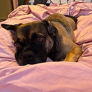 Buddy joined the competition — help win amazing prizes! dog, pet, bed, blanket, pink, indoor, resting, cute, animal, canine, fur, ears, eyes, nose, paw, relaxed, cozy, home, comfort, sleepy